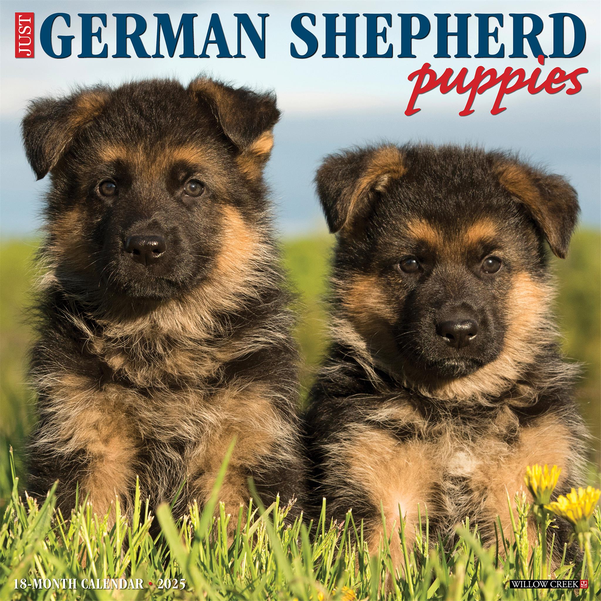 German shepherd puppy shop near me hotsell