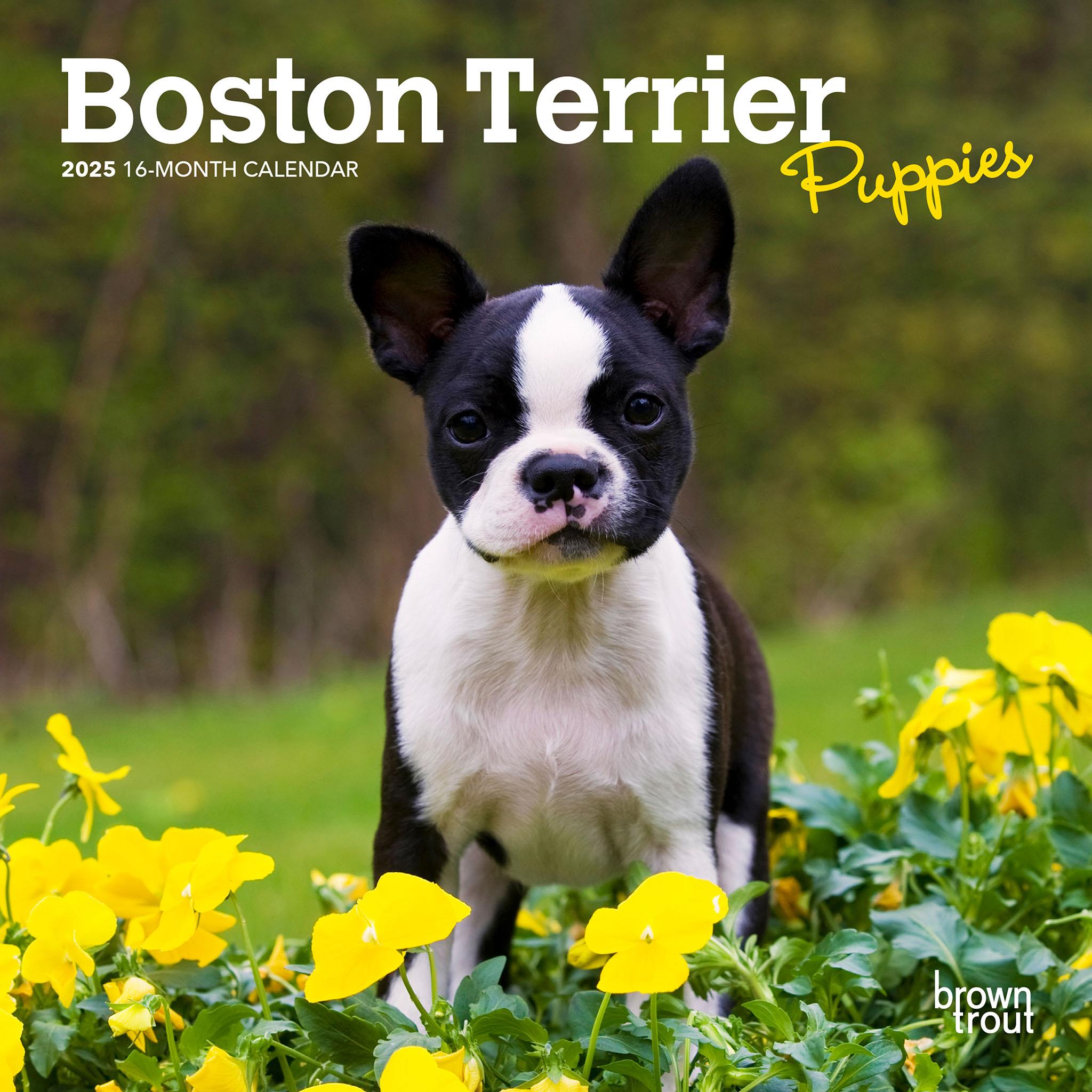 Miniature boston terrier puppies best sale