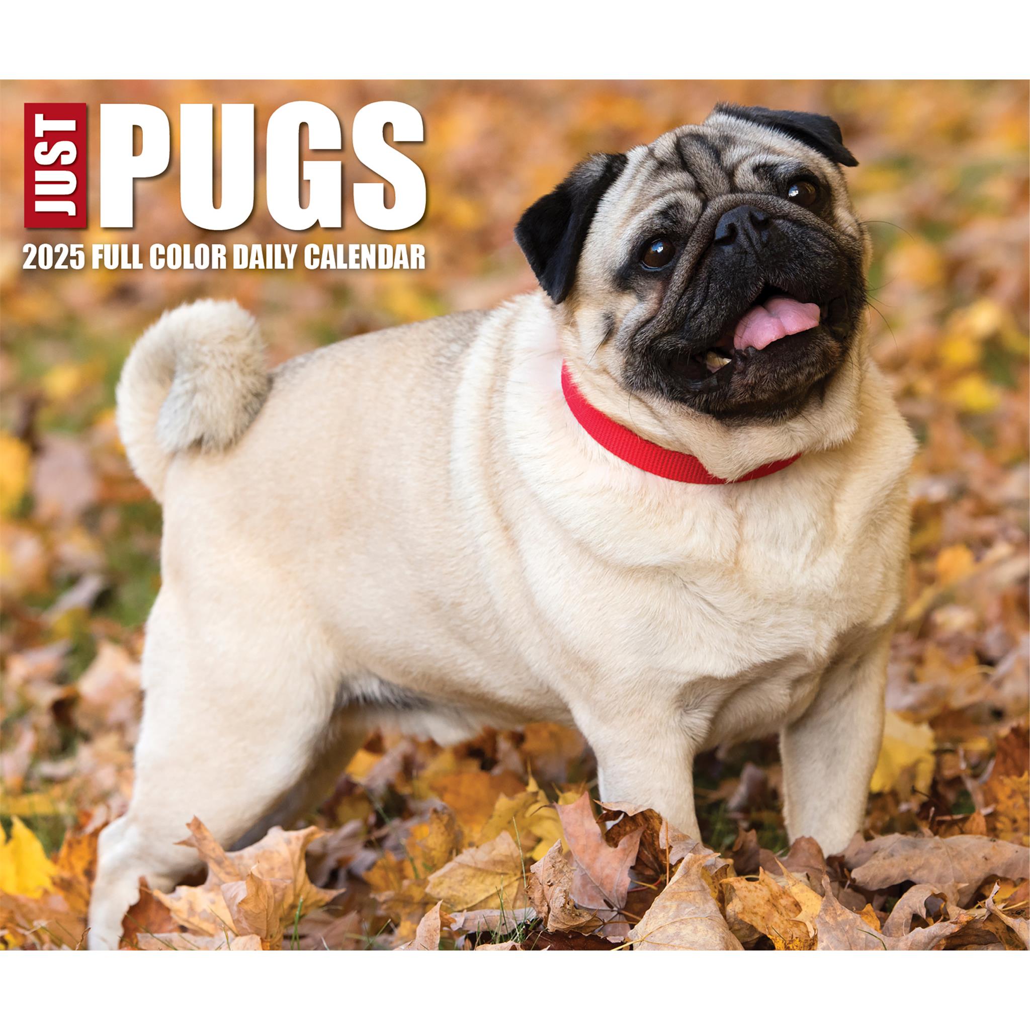 Just Pugs Box 2025 Calendar Online Exclusive