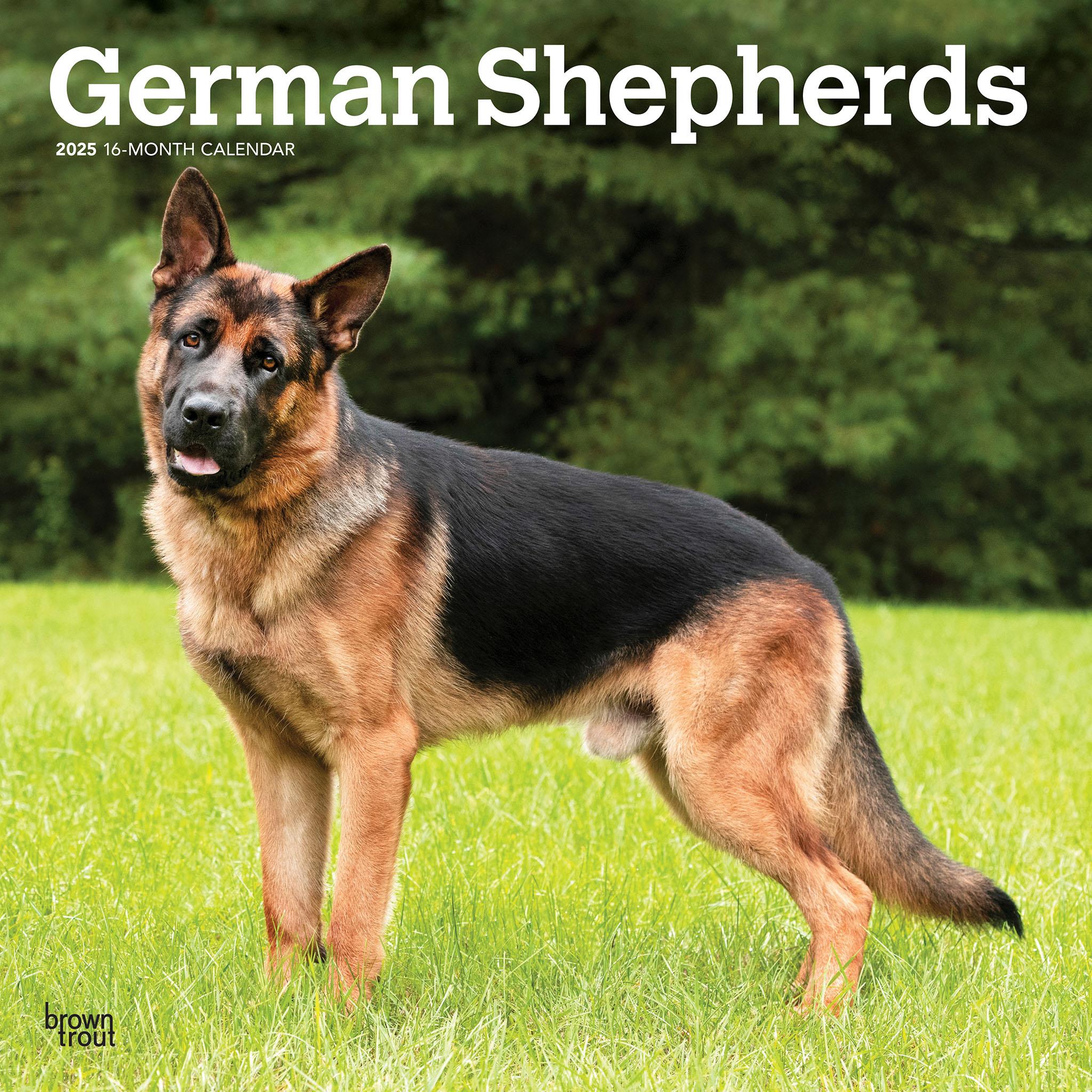 BrownTrout German Shepherds 2025 Monthly Square Wall Calendar