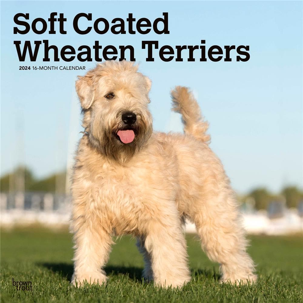 Soft-Coated Wheaten Terrier: Breed Characteristics & Care
