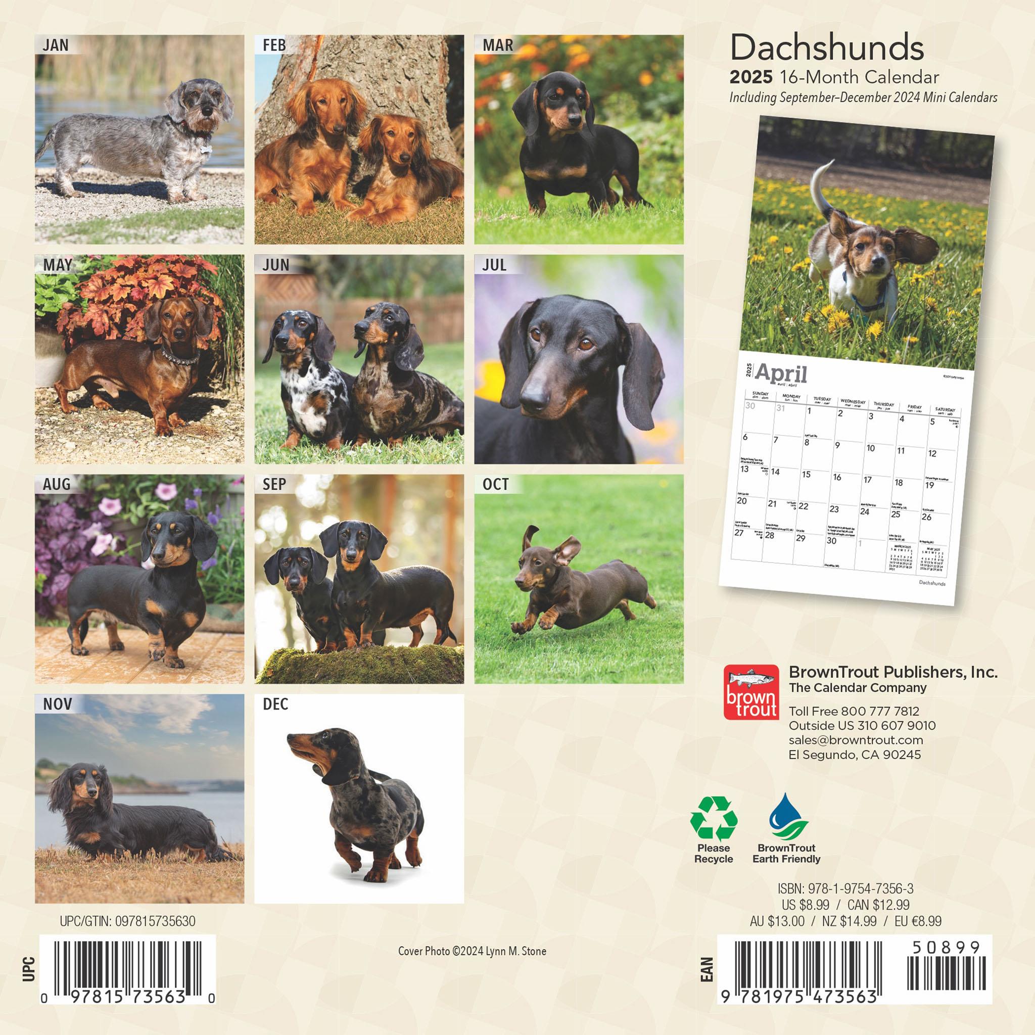 Dachshunds Mini 2025 Calendar - Online Exclusive