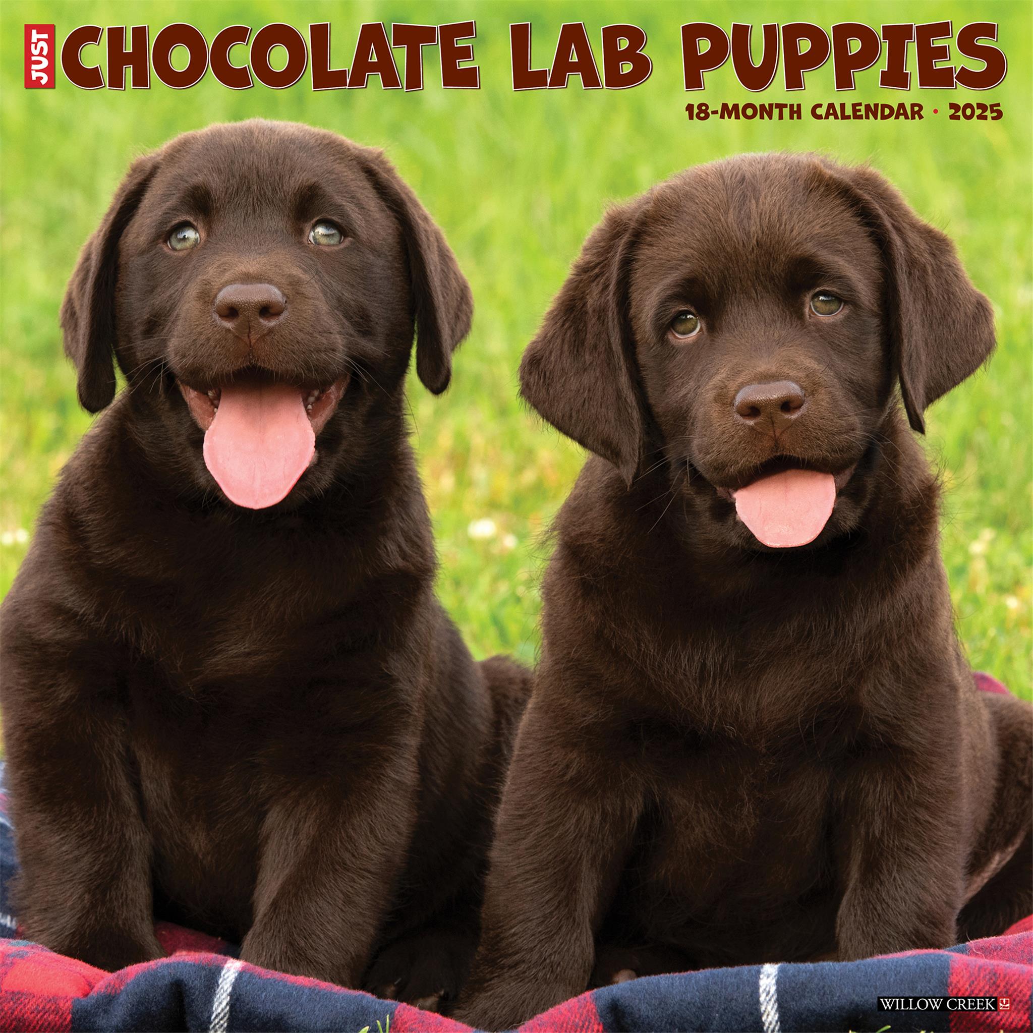 Just Chocolate Lab Puppies Wall 2025 Calendar