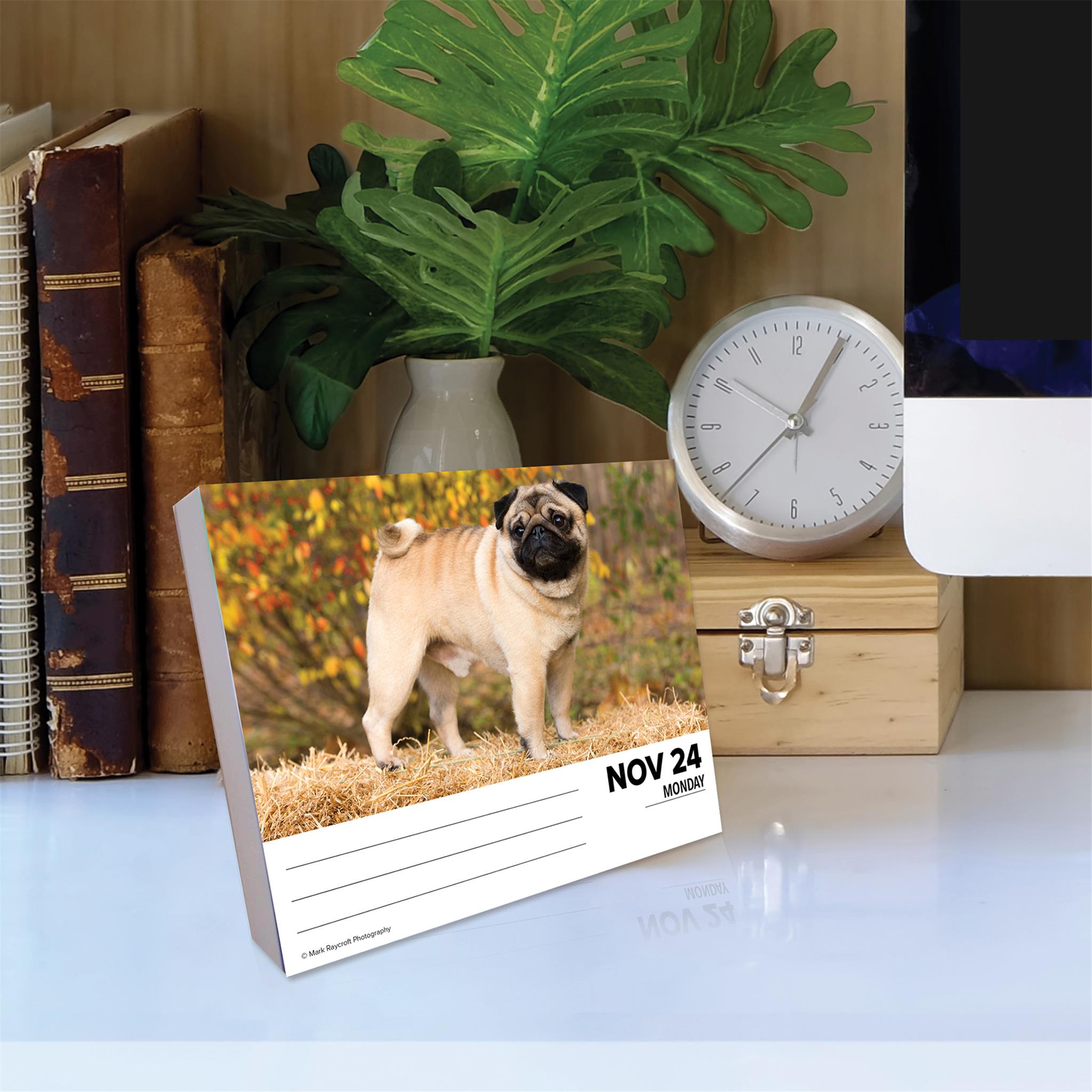 Just Pugs Box 2025 Calendar - Online Exclusive