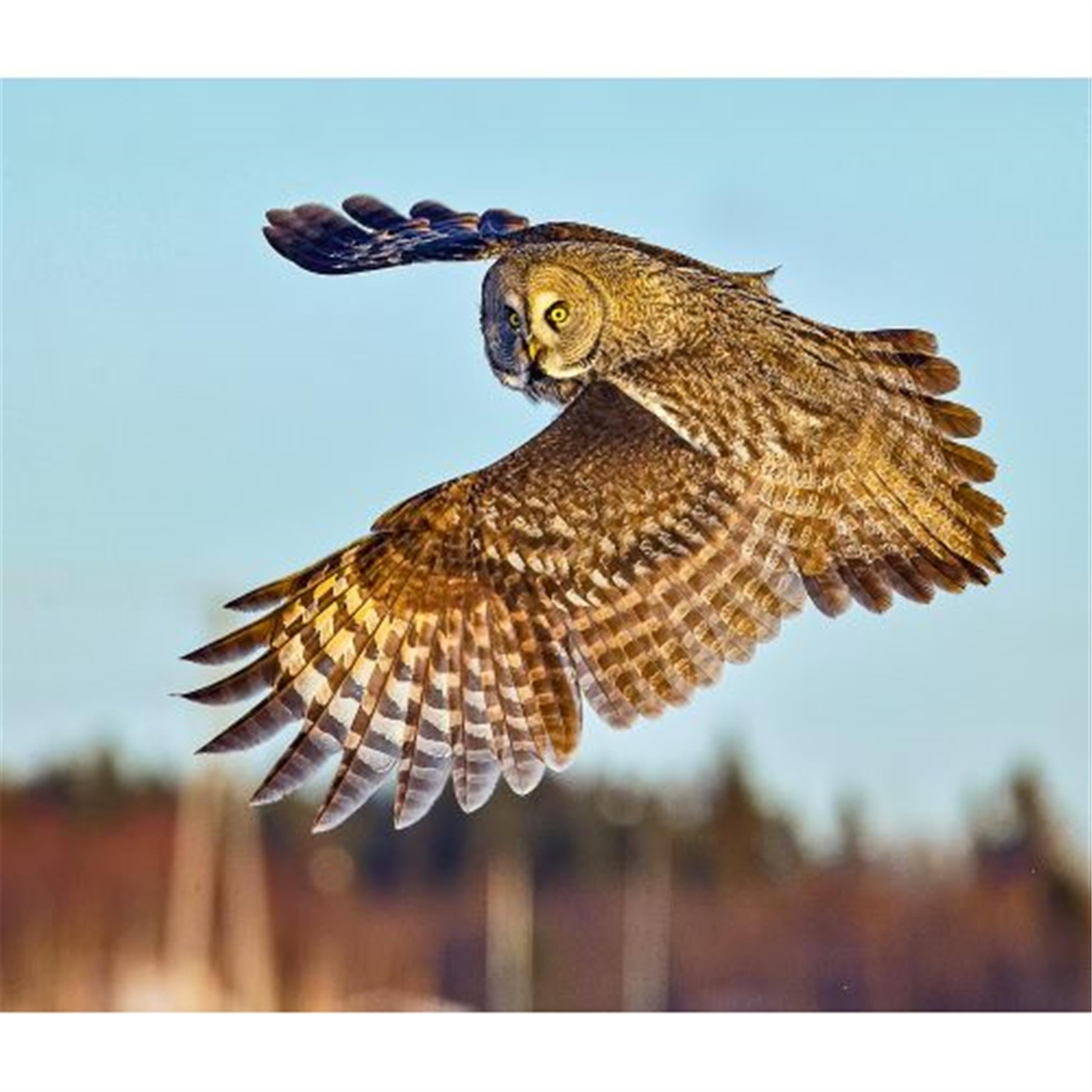 Owls World Wildlife Fund Wall 2025 Calendar