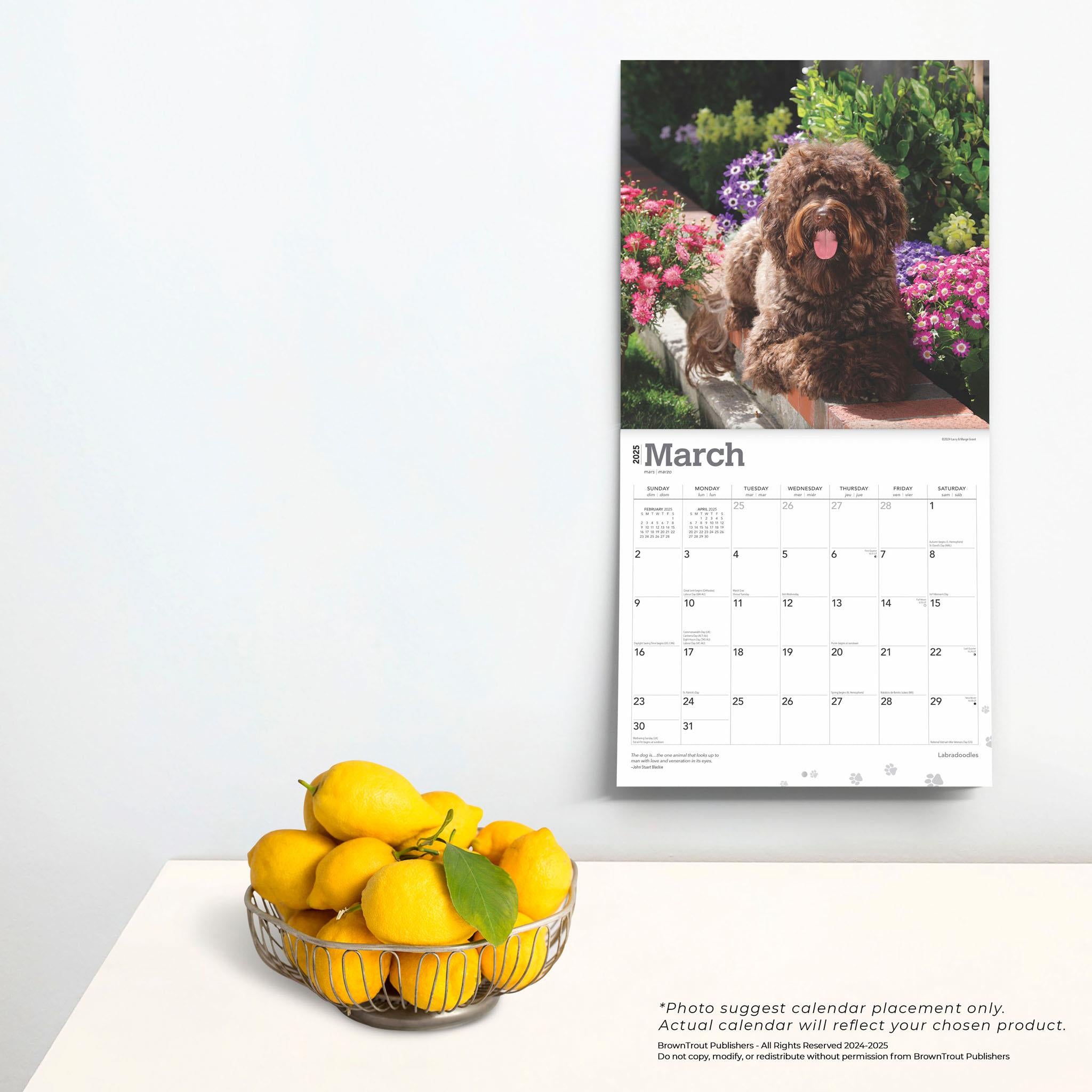 Labradoodles Wall 2025 Calendar - Online Exclusive