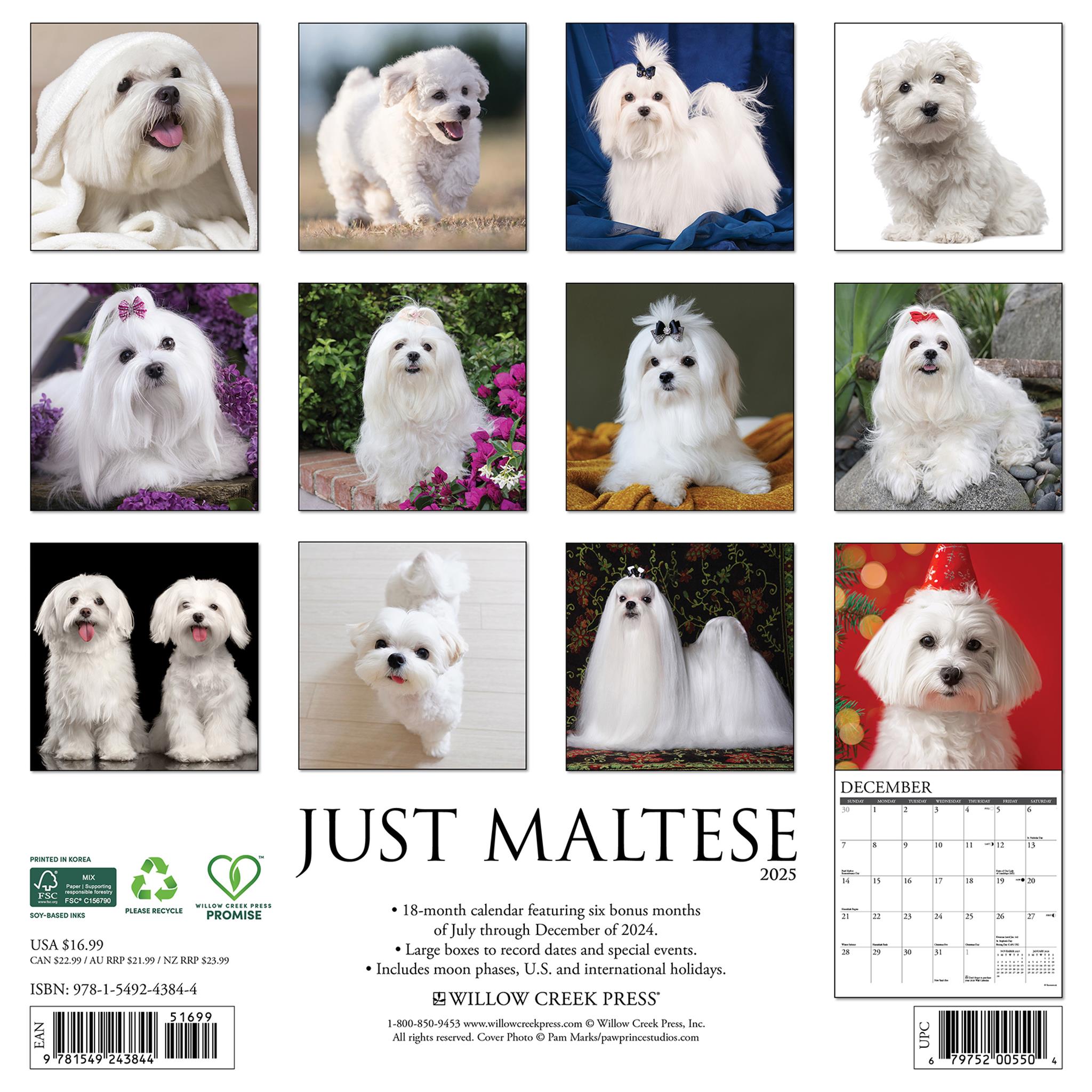 Just Maltese Wall 2025 Calendar