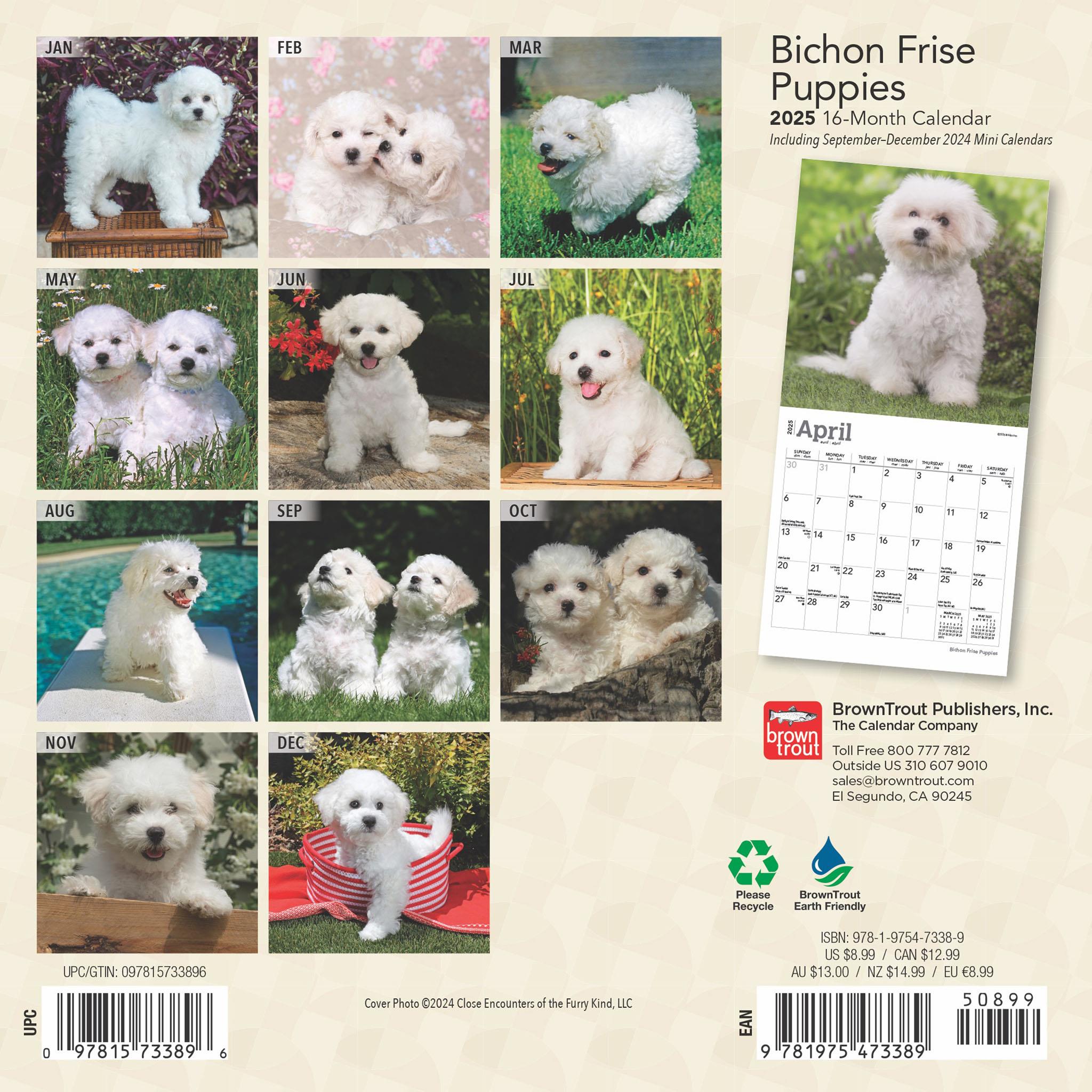 Bichon Frise Puppies Mini 2025 Calendar