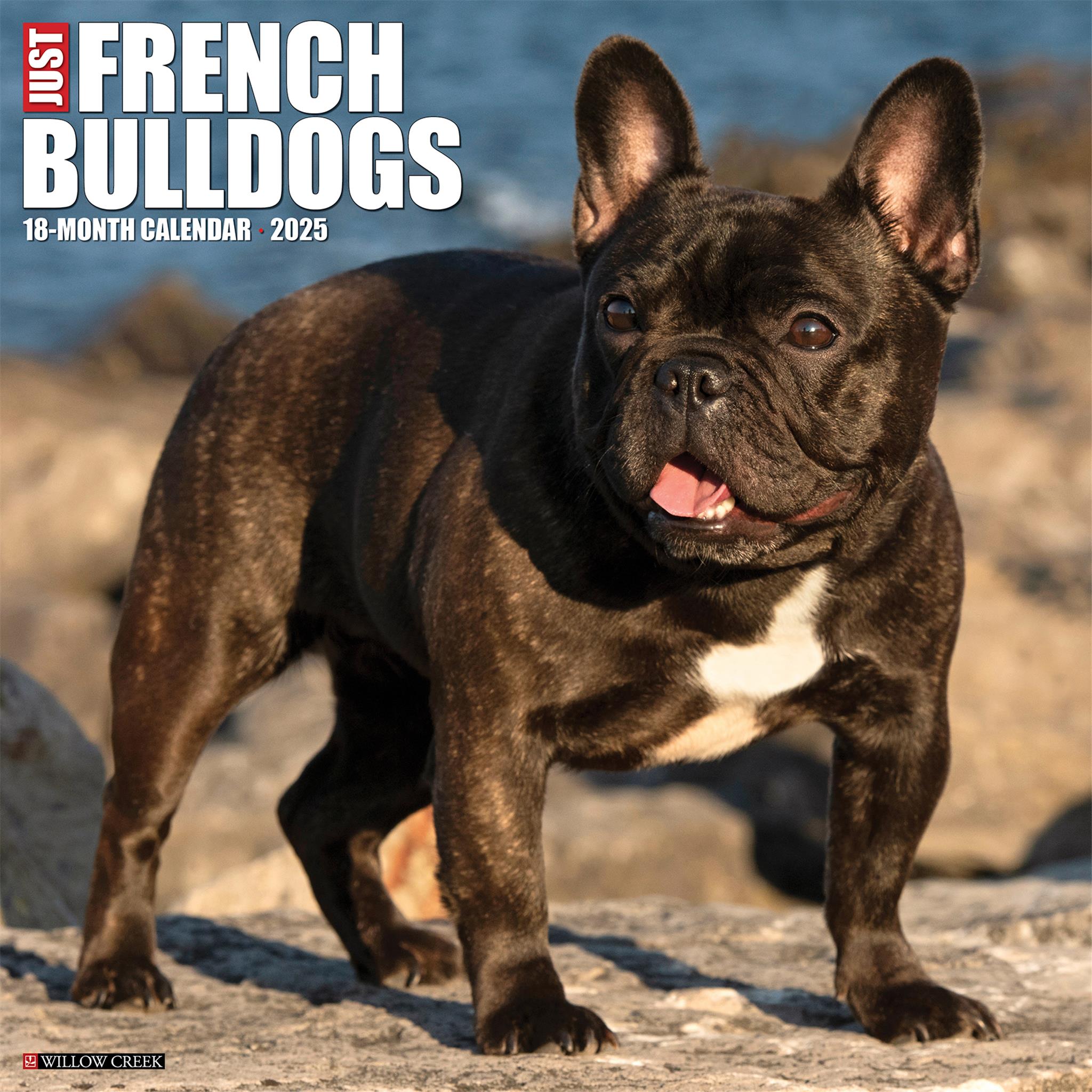 Just French Bulldogs Wall 2025 Calendar