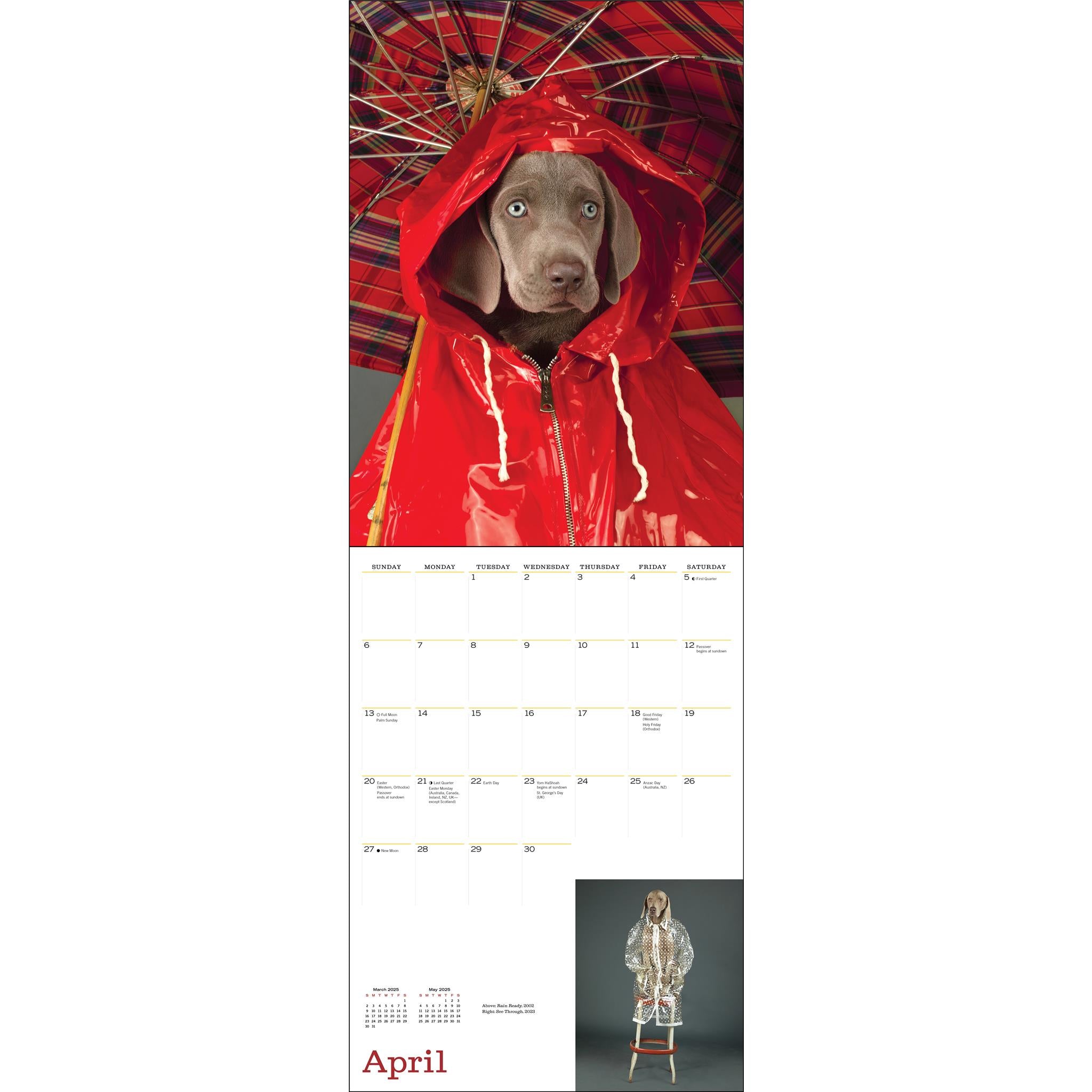 William Wegman Big And Little Wall 2025 Calendar