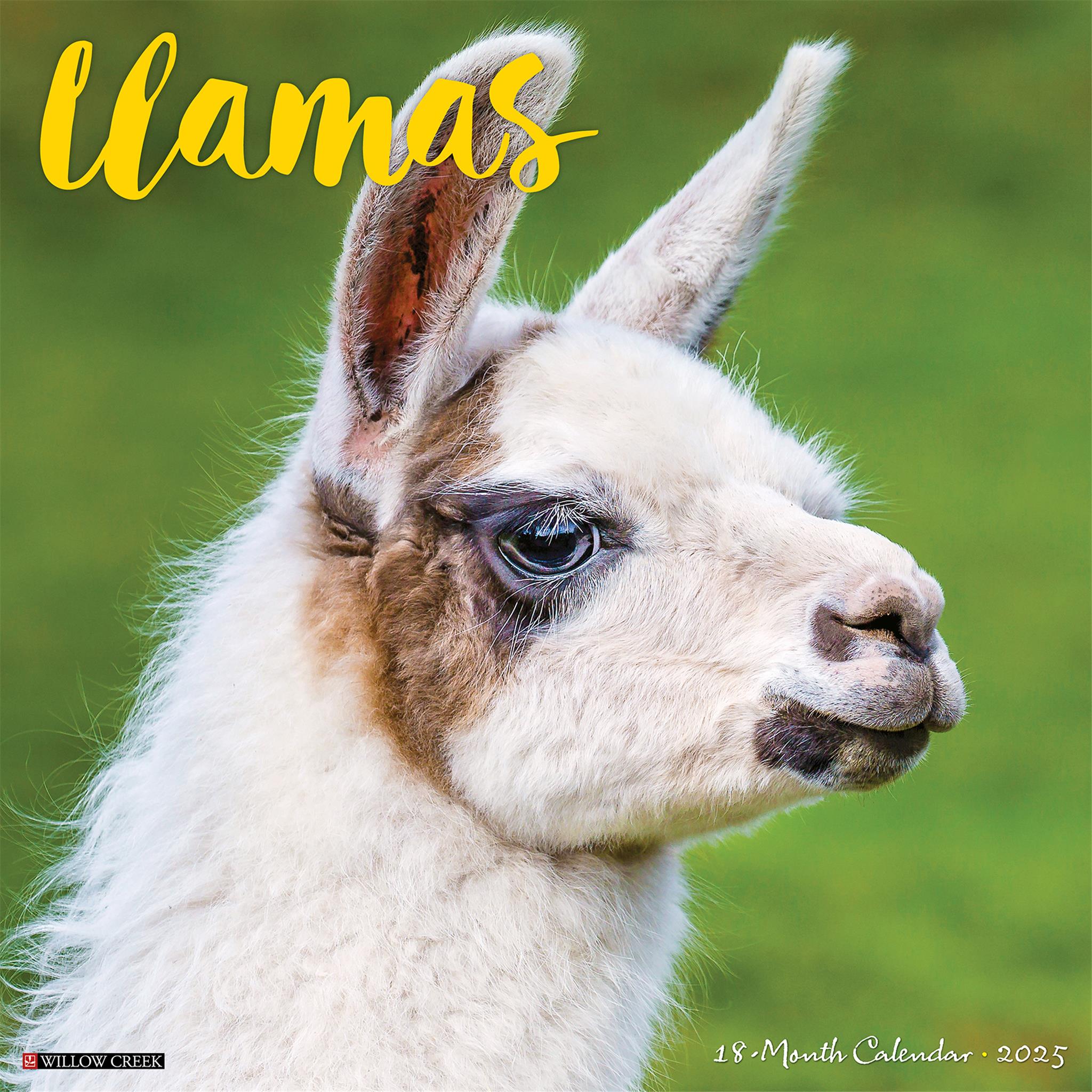 Llamas Wall 2025 Calendar