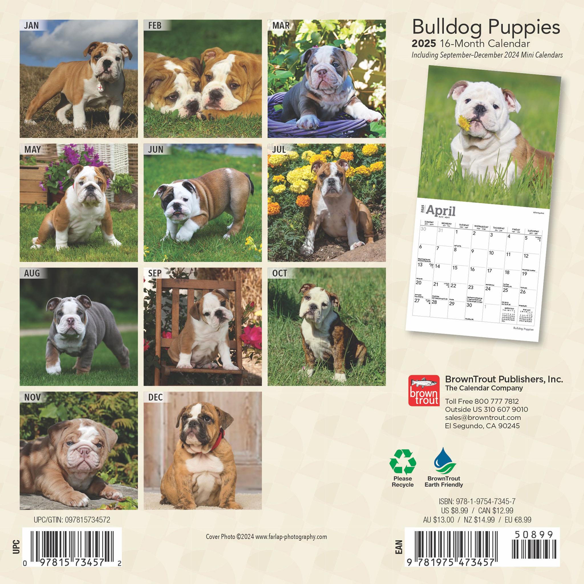 Bulldog Puppies Mini 2025 Calendar