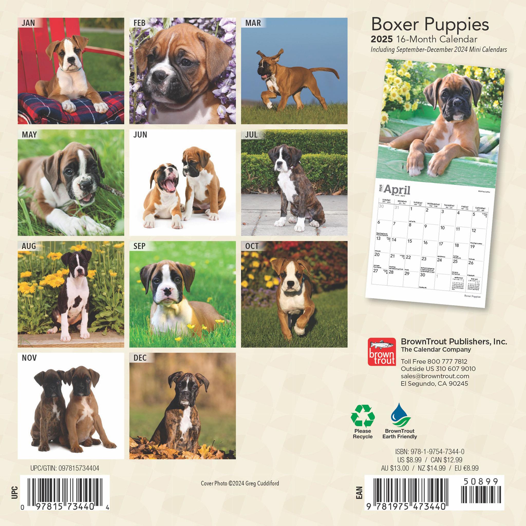 Boxer Puppies Mini 2025 Calendar