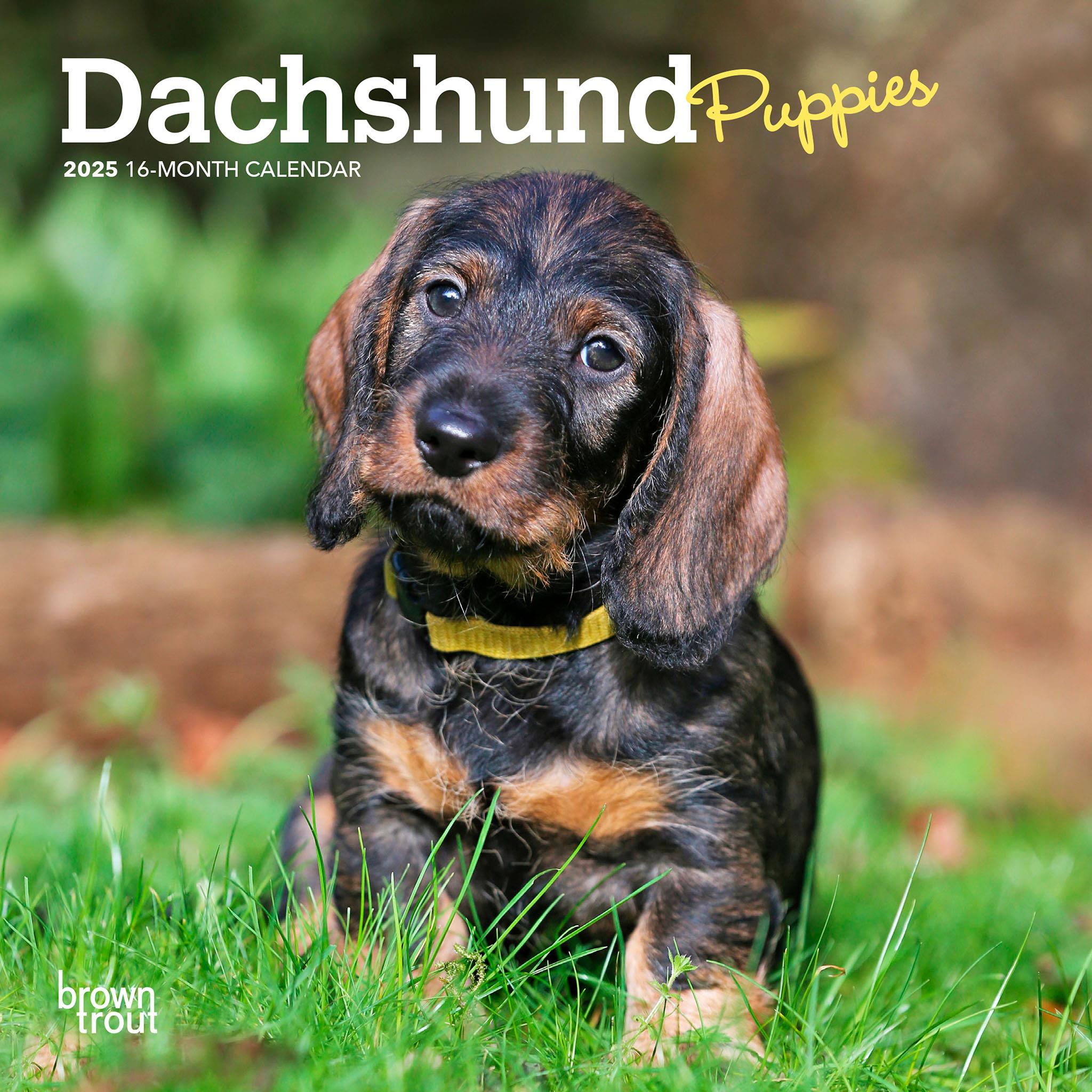 Dachshund Puppies Mini 2025 Calendar