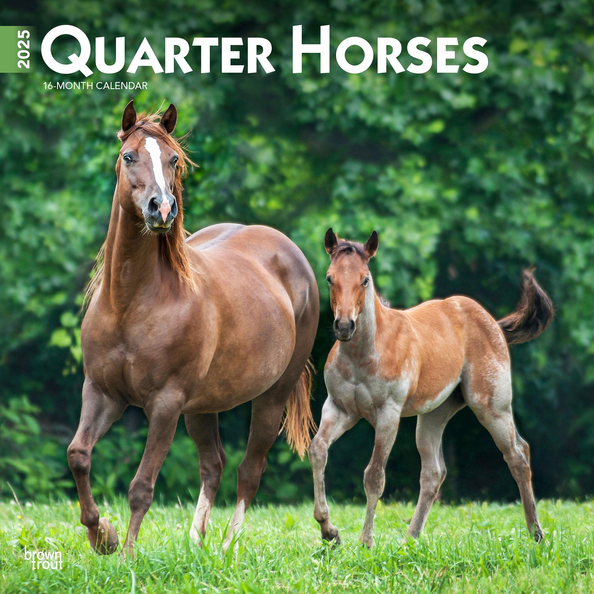 Quarter Horses Wall 2025 Calendar - Online Exclusive