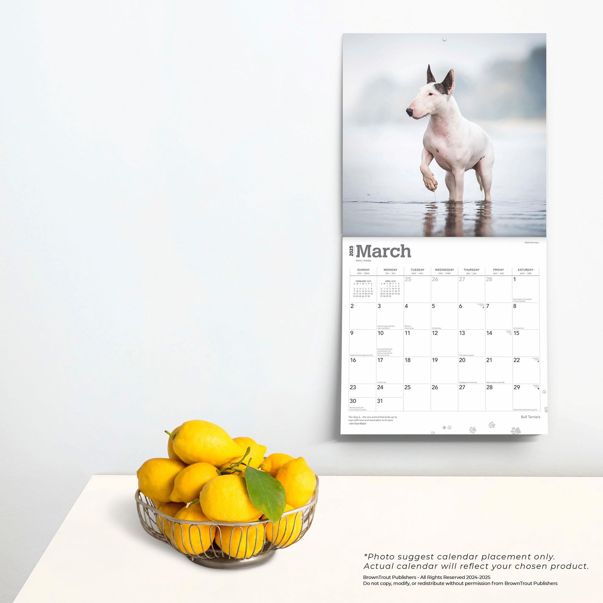 Bull Terriers Wall 2025 Calendar