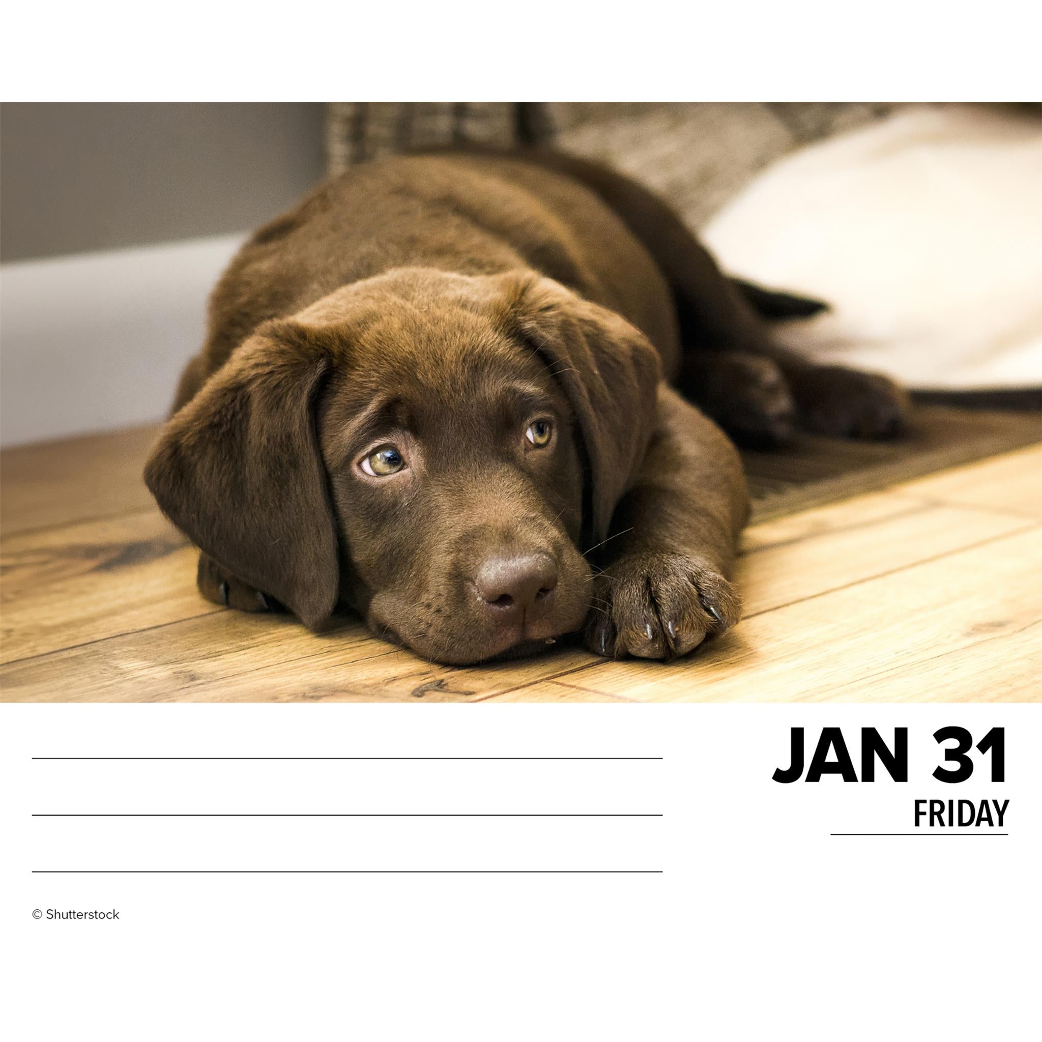 Just Labs Box 2025 Calendar - Online Exclusive