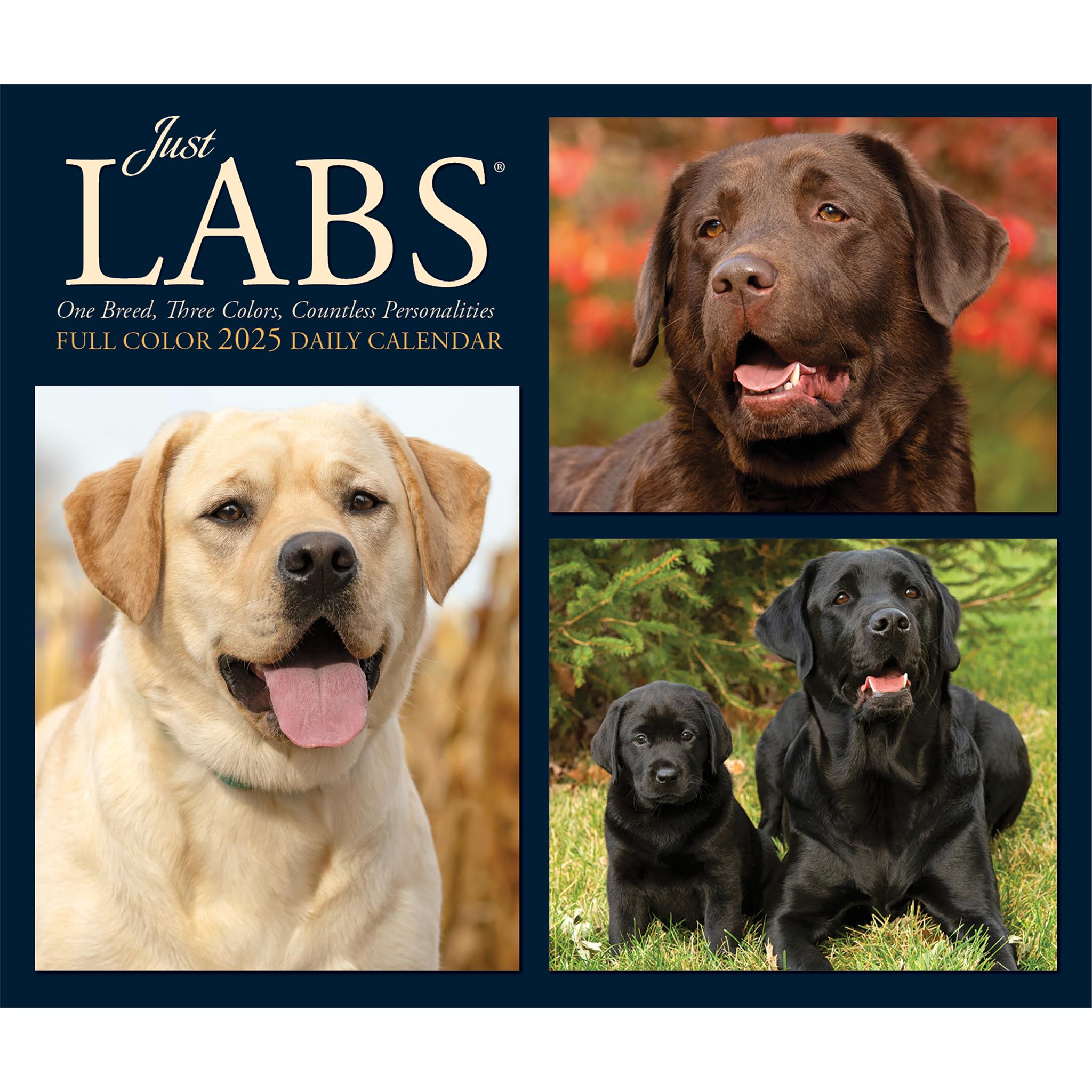 Just Labs Box 2025 Calendar - Online Exclusive