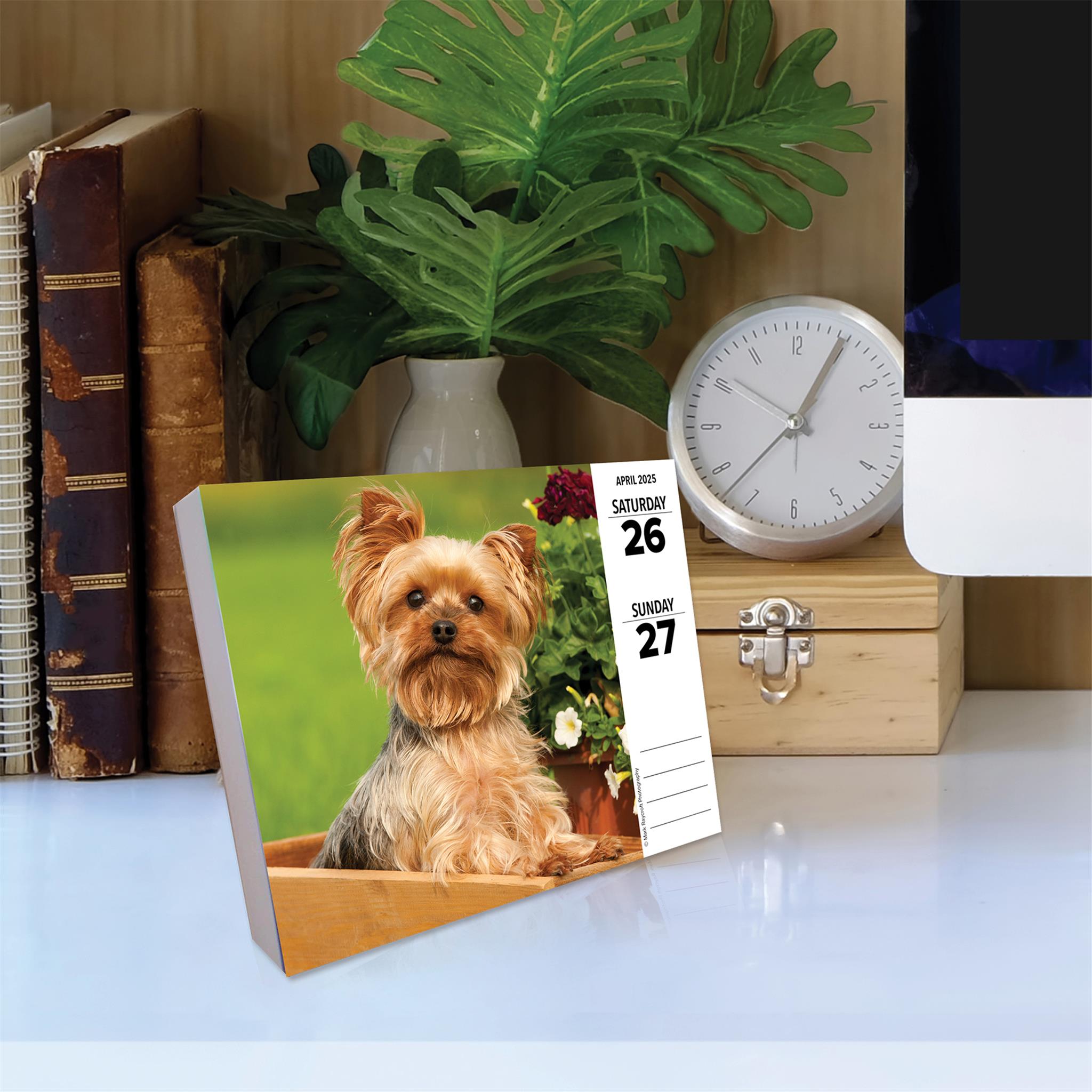 Just Yorkies Box 2025 Calendar - Online Exclusive