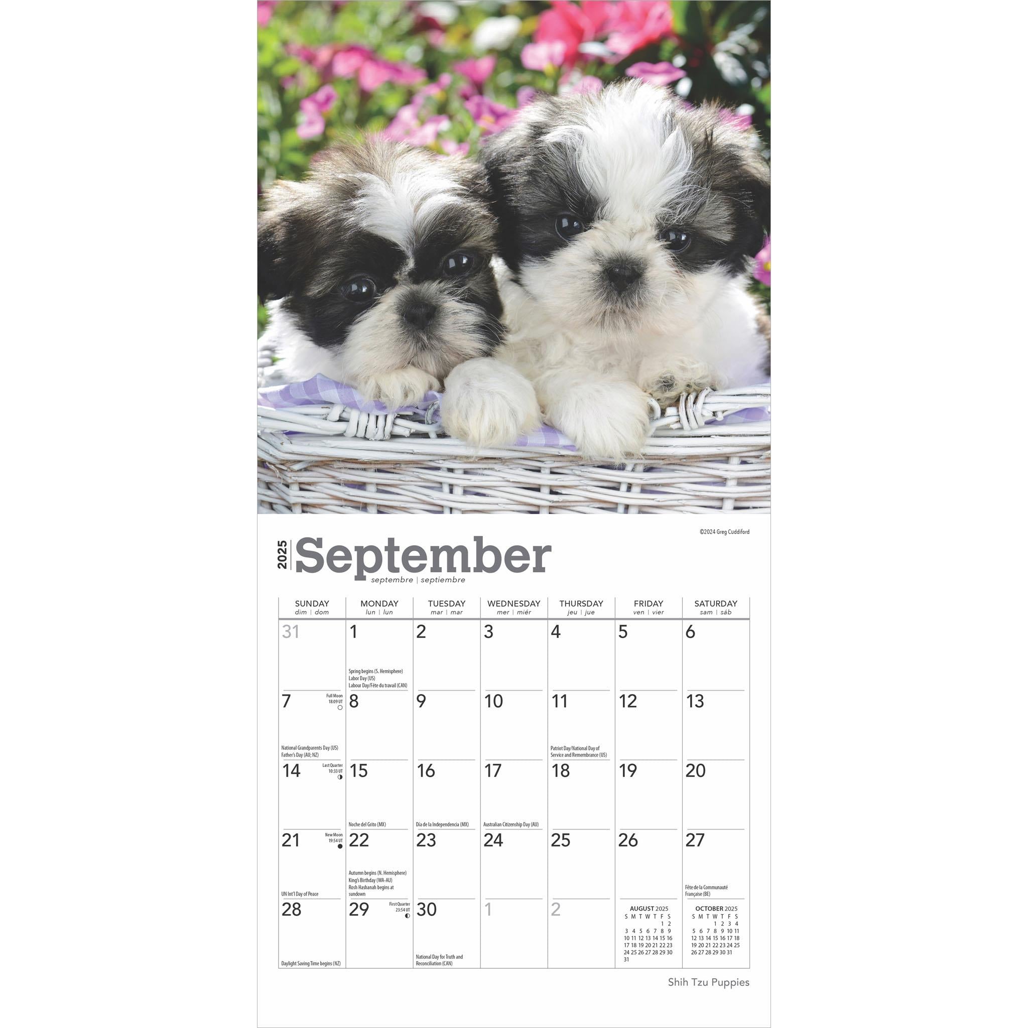 Shih Tzu Puppies Mini 2025 Calendar