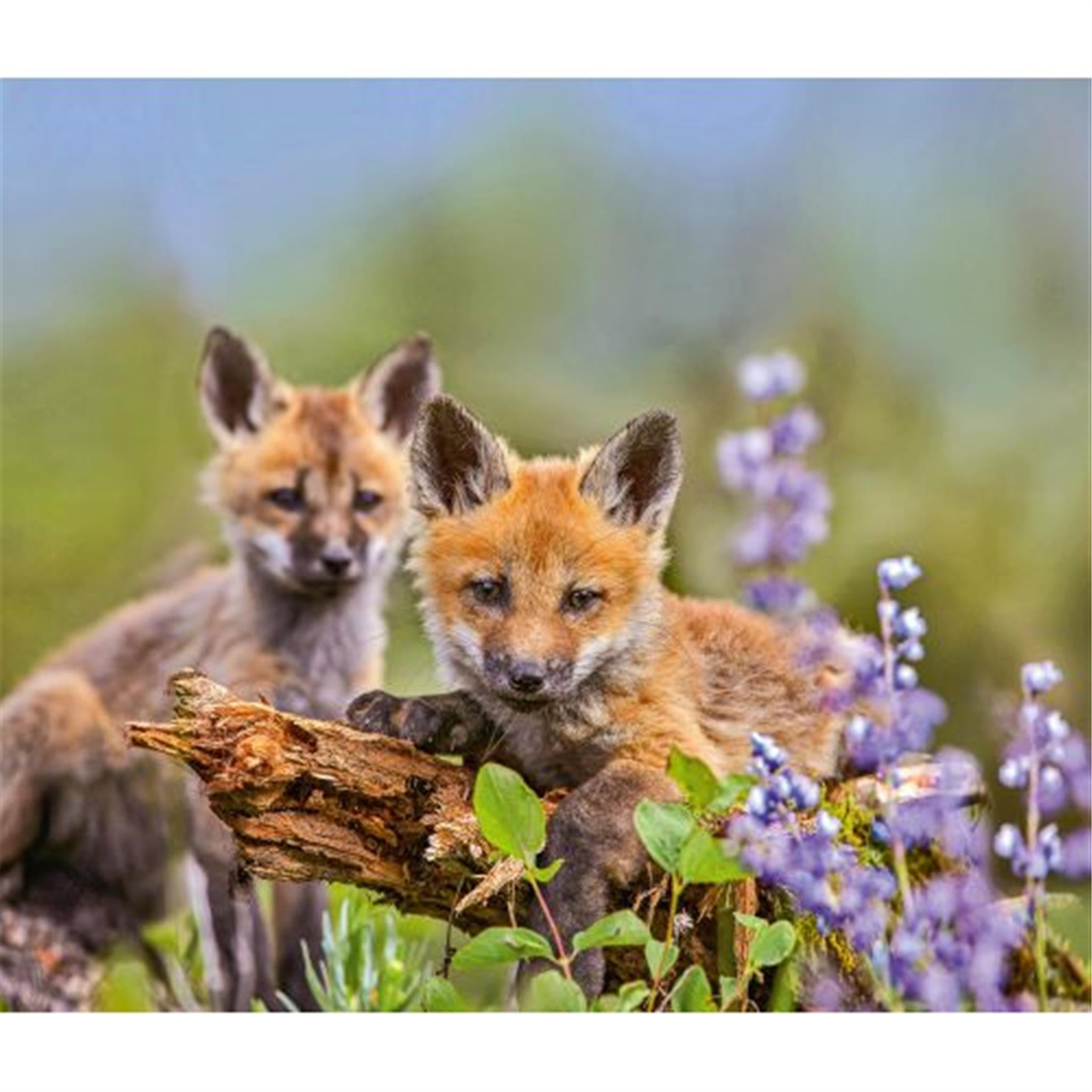 Foxes World Wildlife Fund Wall 2025 Calendar