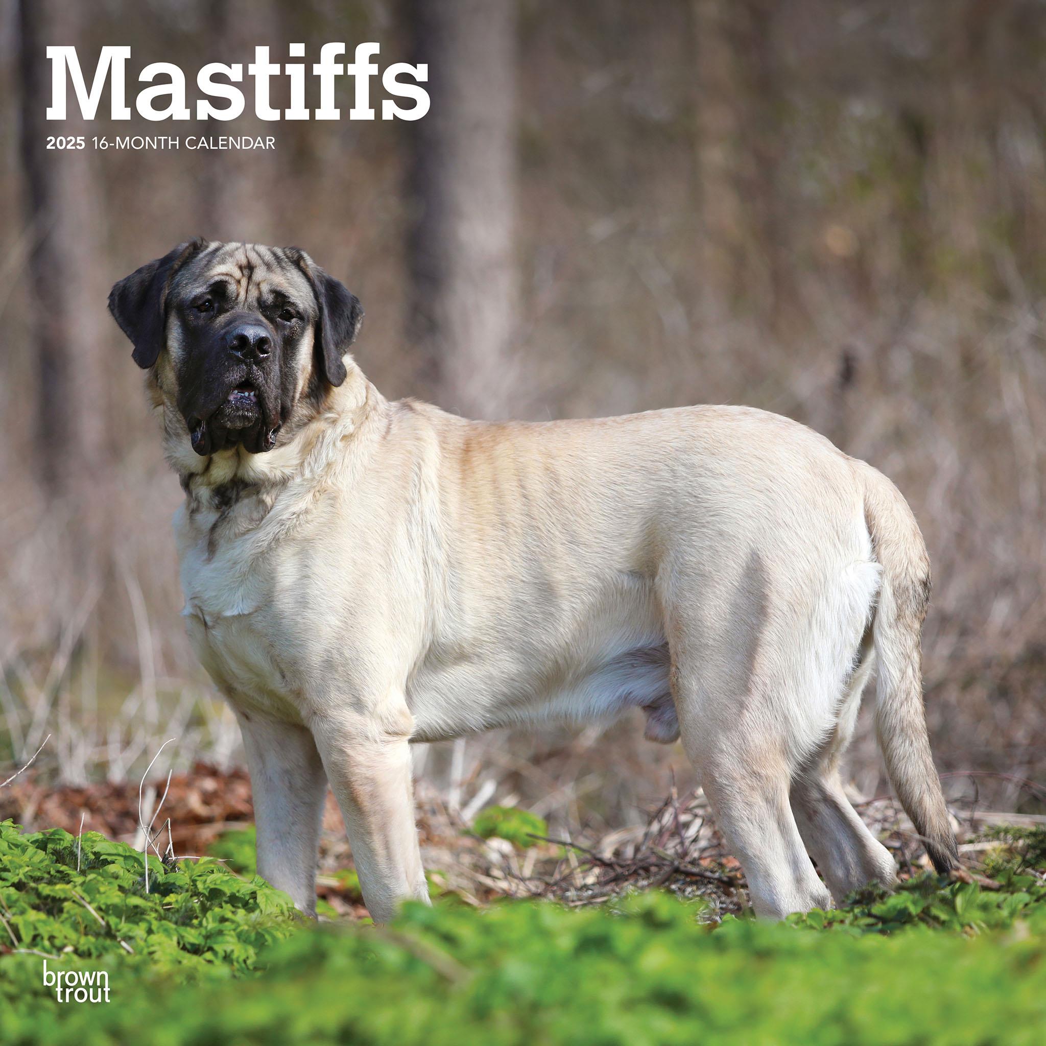 Mastiffs Wall 2025 Calendar