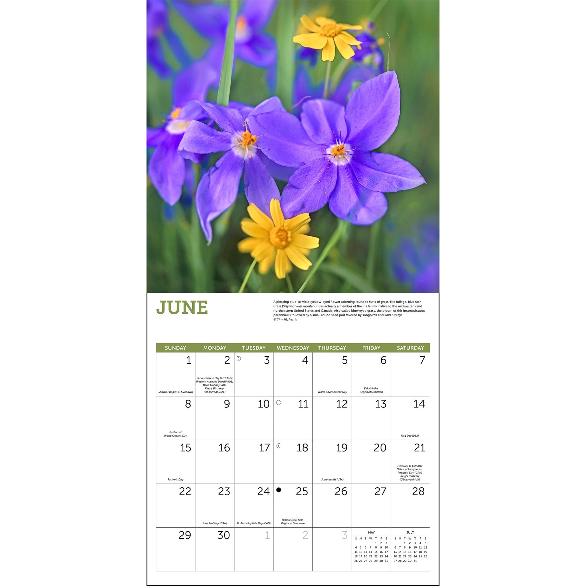 Wildflowers Wall 2025 Calendar