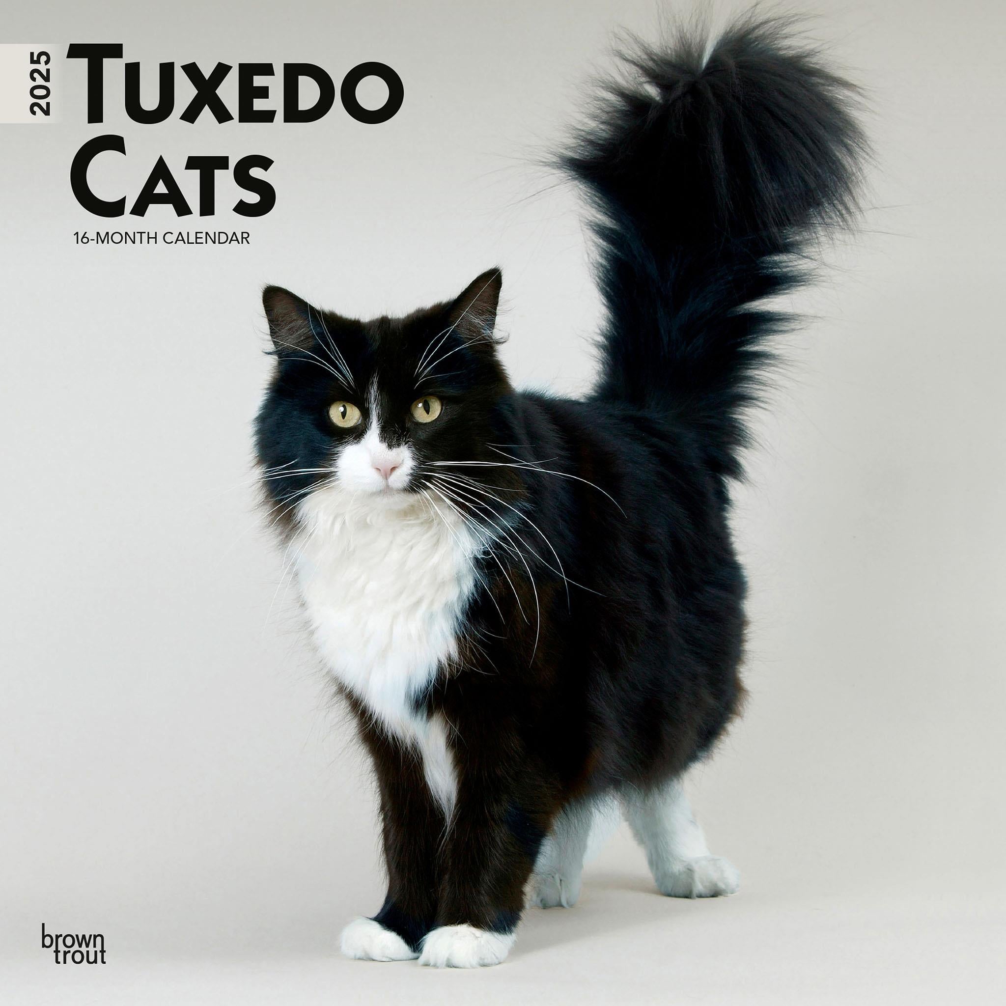 Tuxedo Cats Wall 2025 Calendar