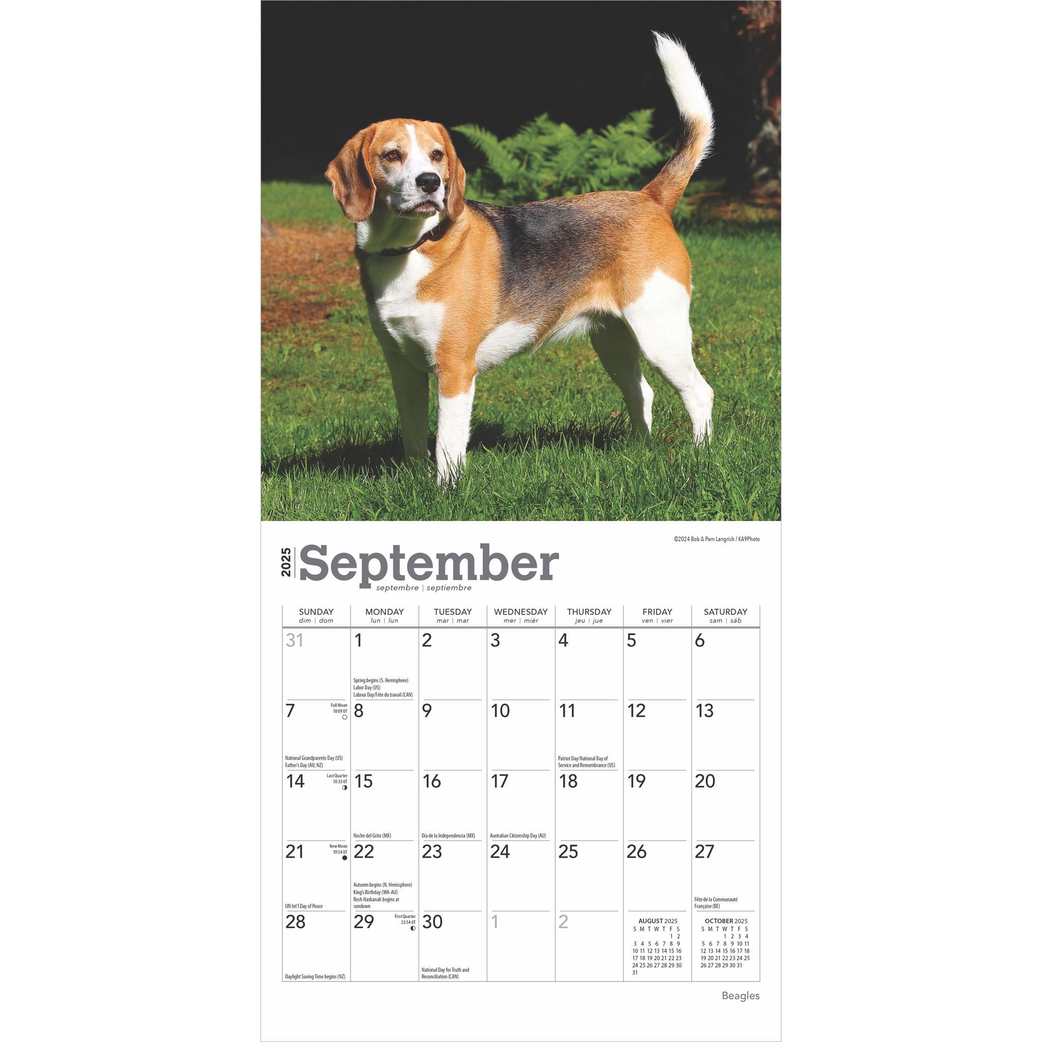 Beagles Mini 2025 Calendar