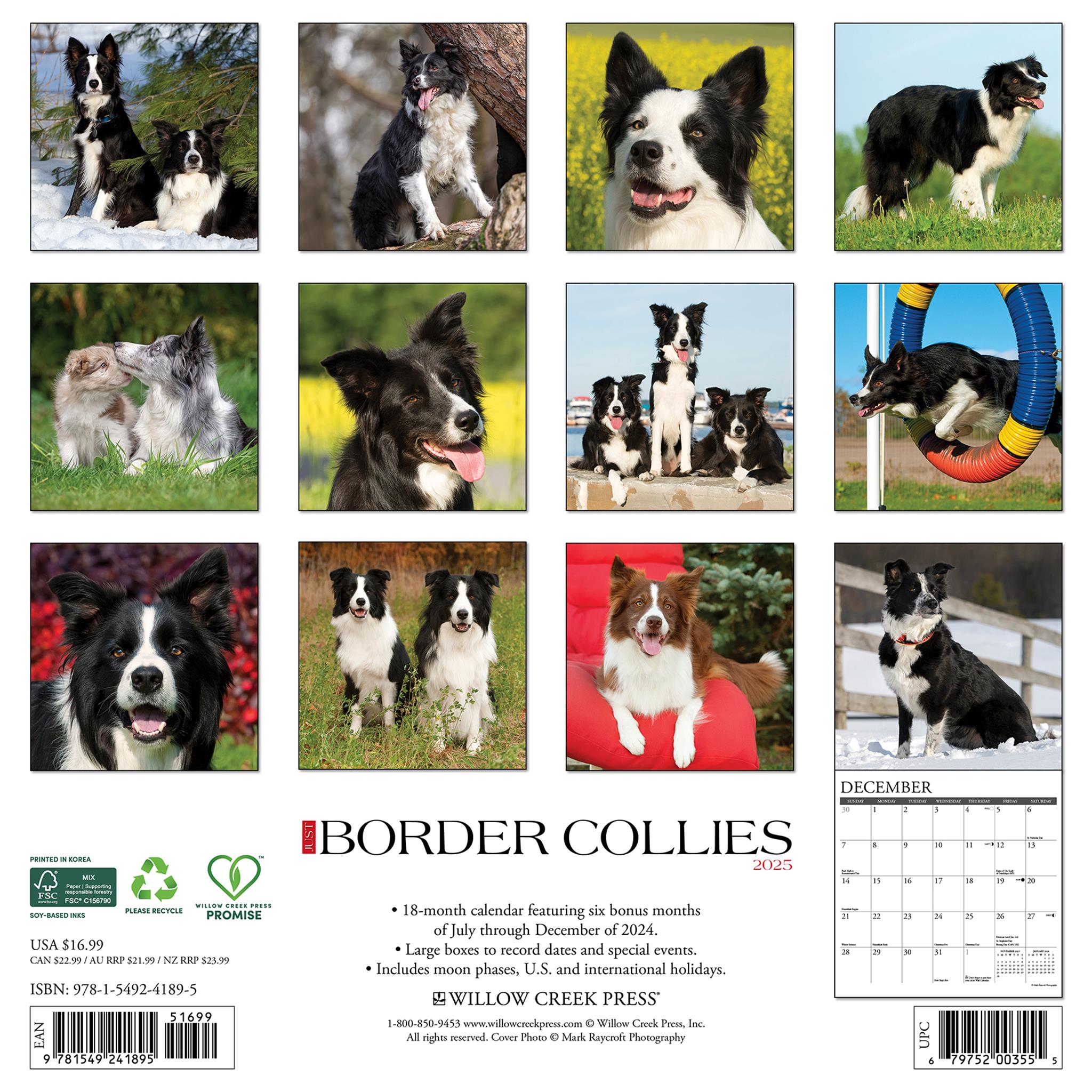 Just Border Collies Wall 2025 Calendar