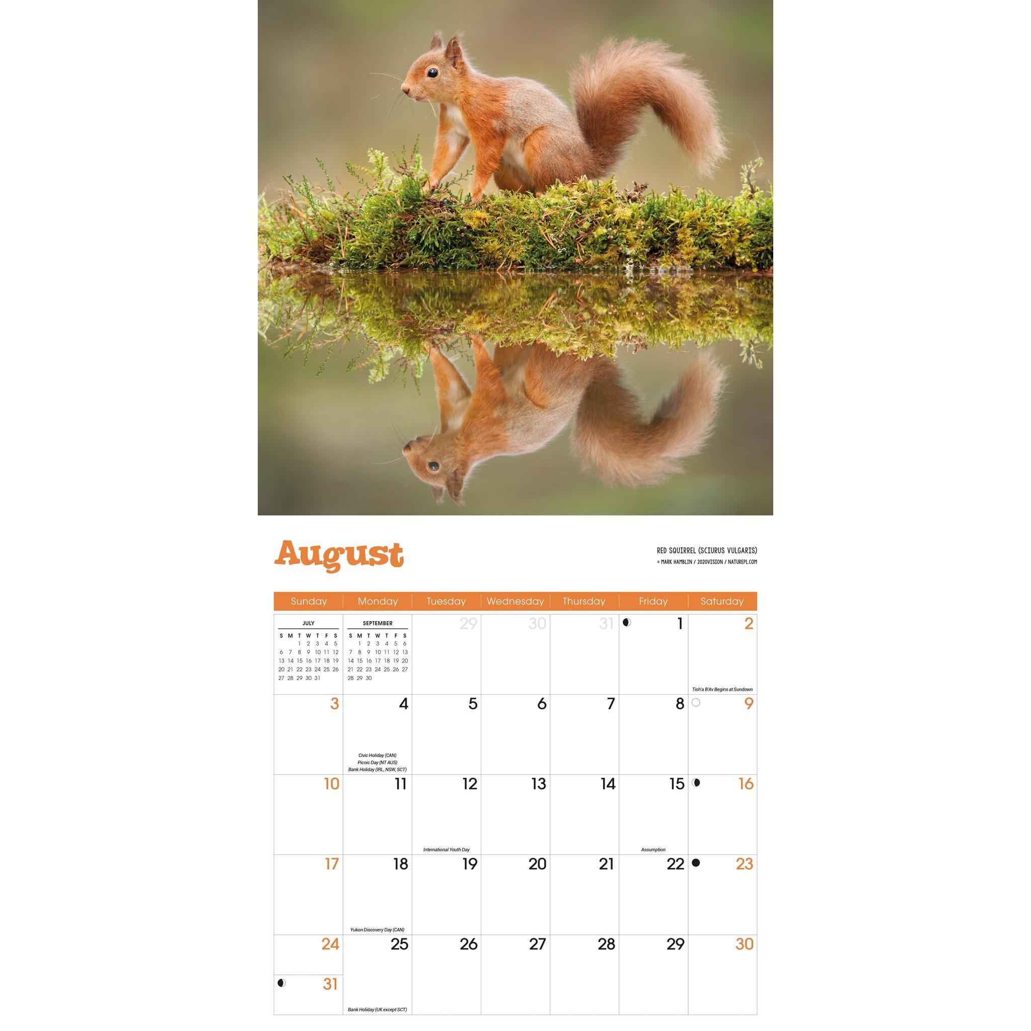 Squirrels Wall 2025 Calendar