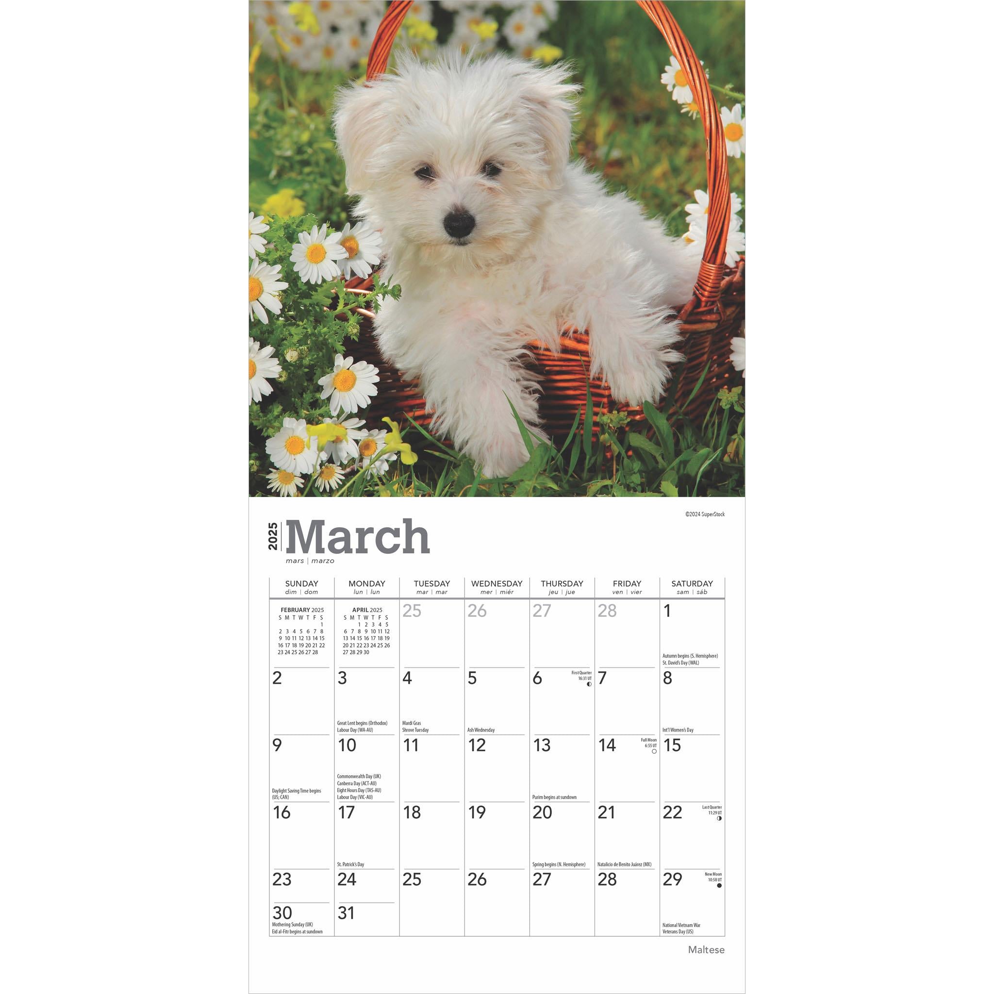 Maltese Mini 2025 Calendar - Online Exclusive