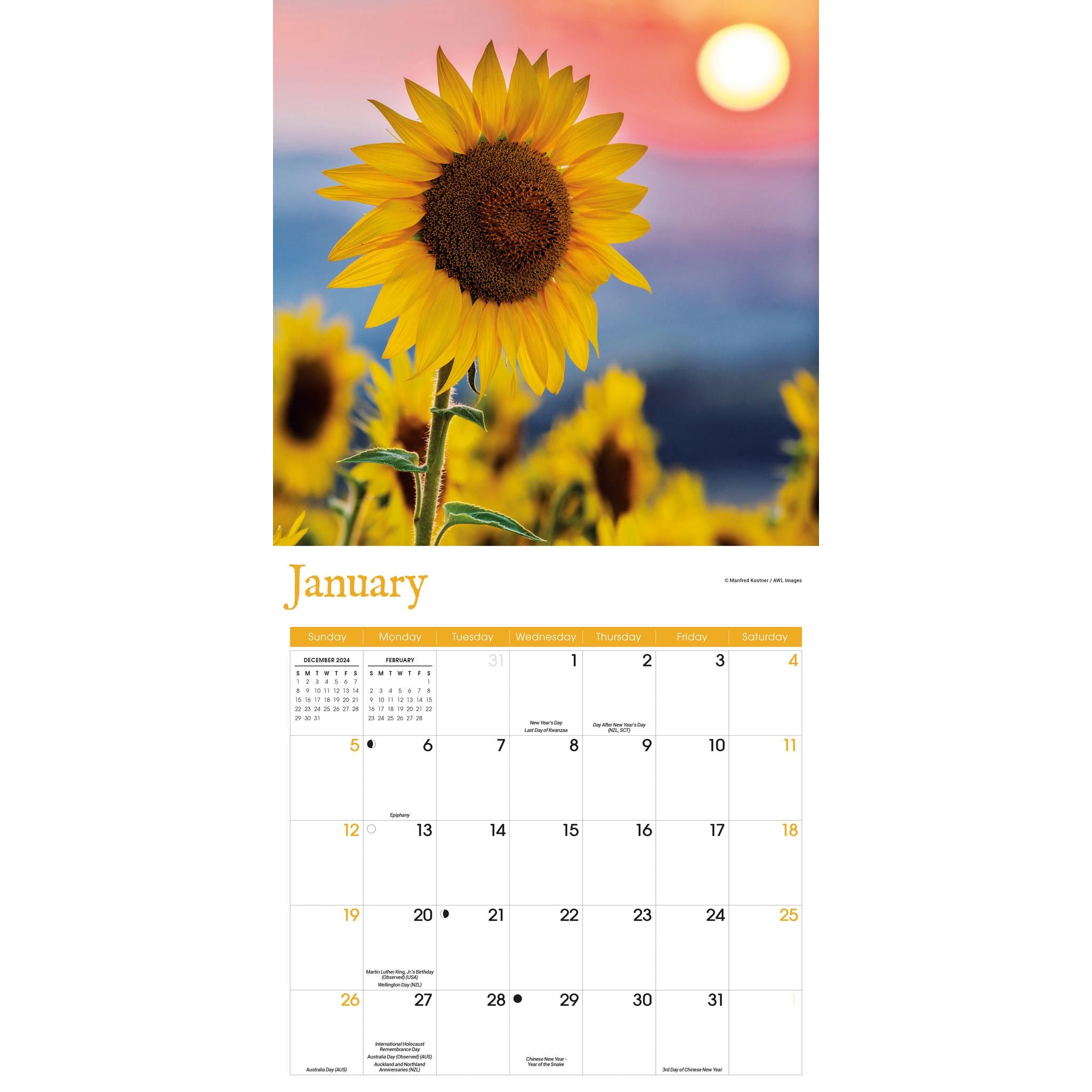 Sunflowers Wall 2025 Calendar