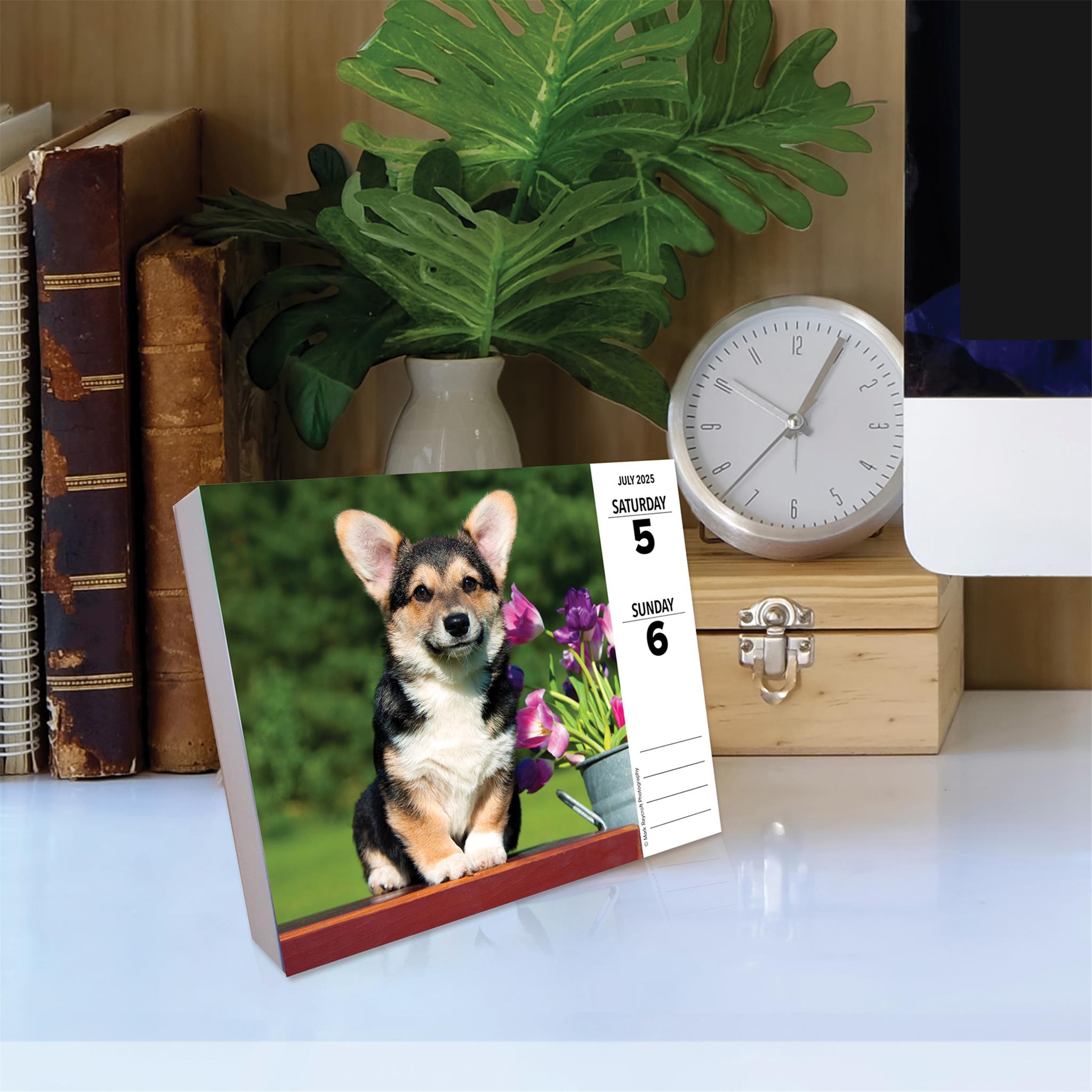 Just Corgis Box 2025 Calendar - Online Exclusive