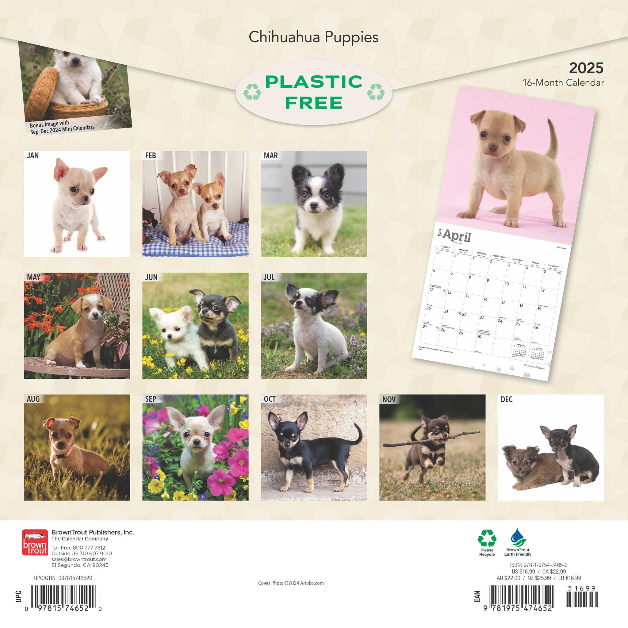 Chihuahua Puppies Wall 2025 Calendar