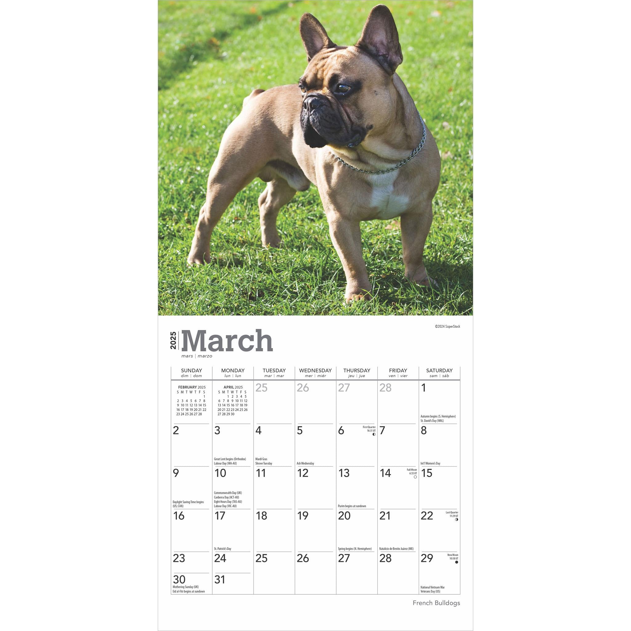 French Bulldogs Mini 2025 Calendar - Online Exclusive