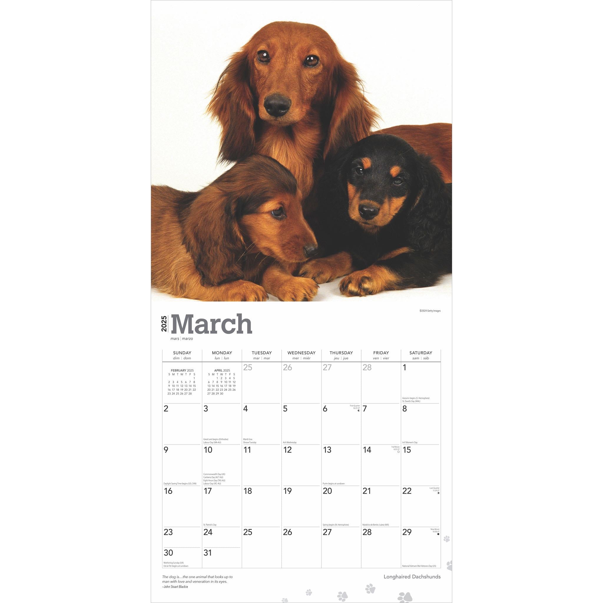 Dachshunds Longhaired Wall 2025 Calendar - Online Exclusive