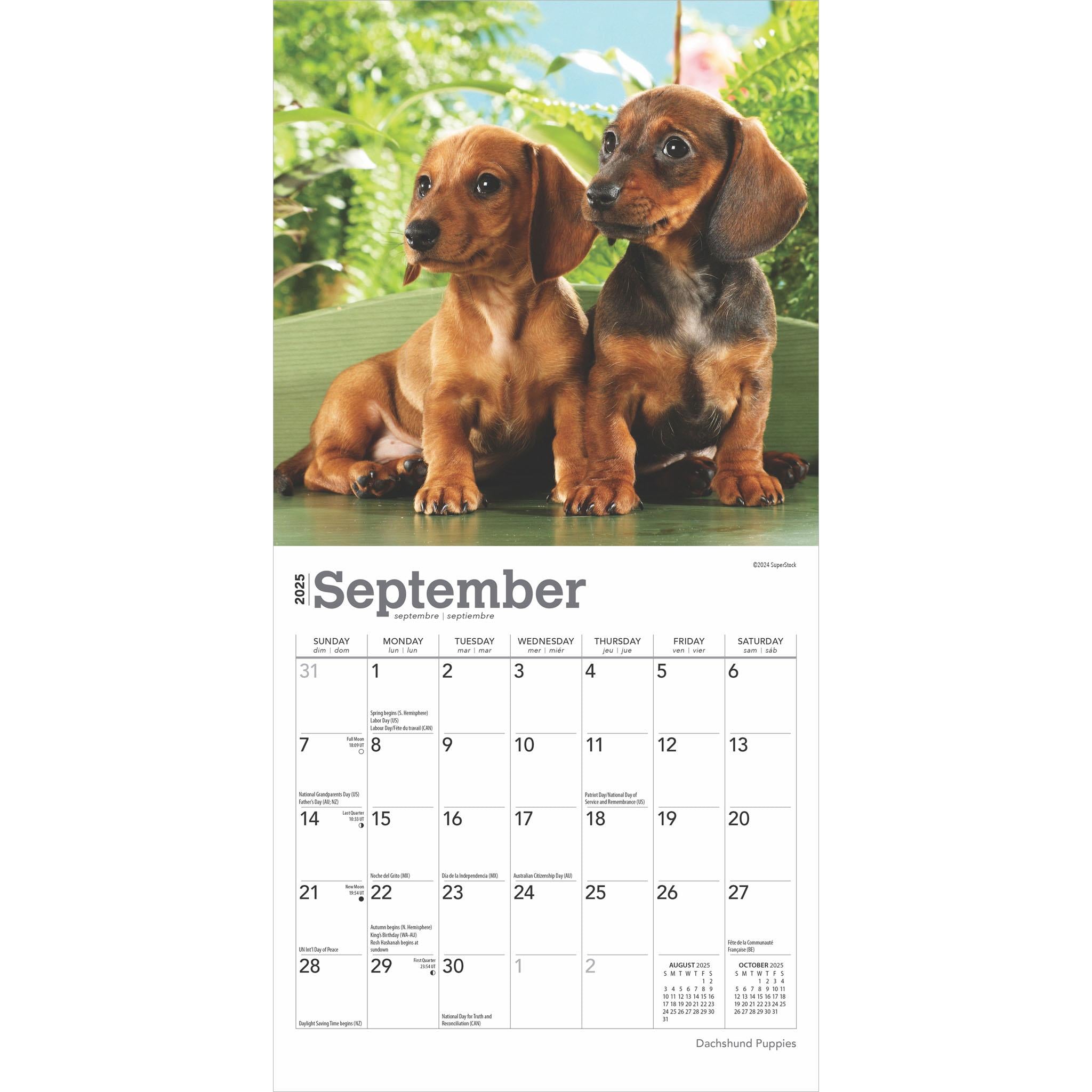 Dachshund Puppies Mini 2025 Calendar