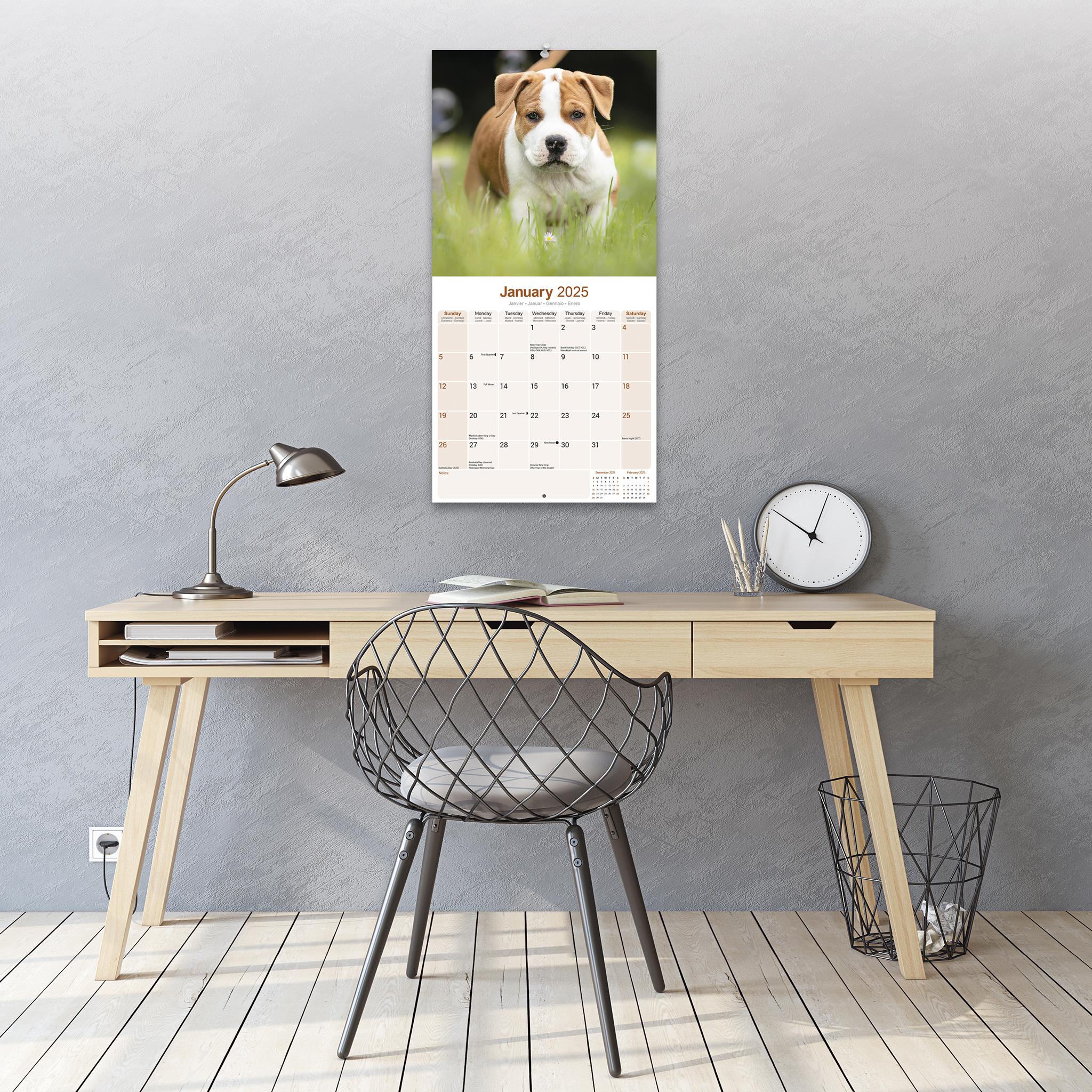 American Staffordshire Terrier Wall 2025 Calendar - Online Exclusive