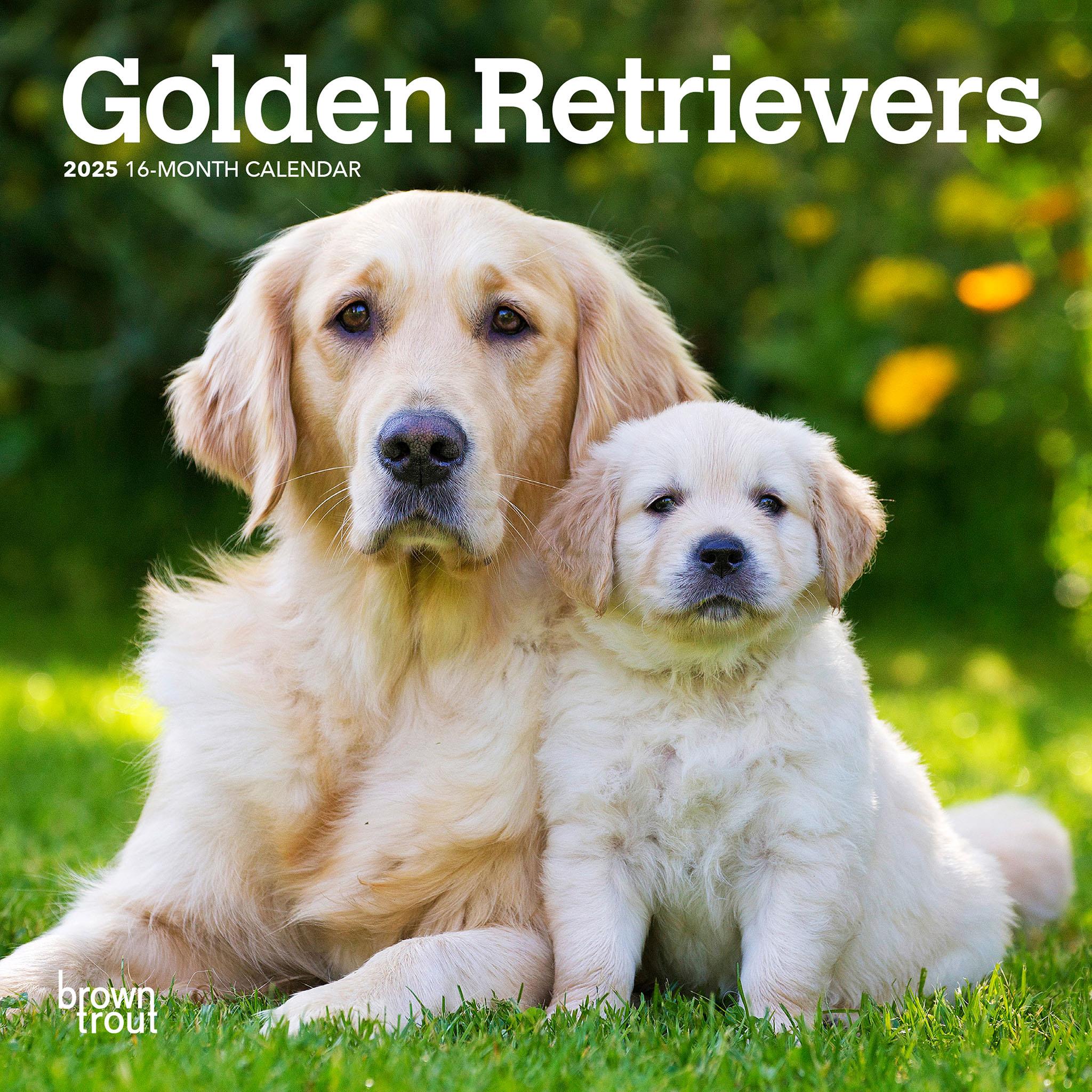 Golden Retrievers Mini 2025 Calendar - Online Exclusive