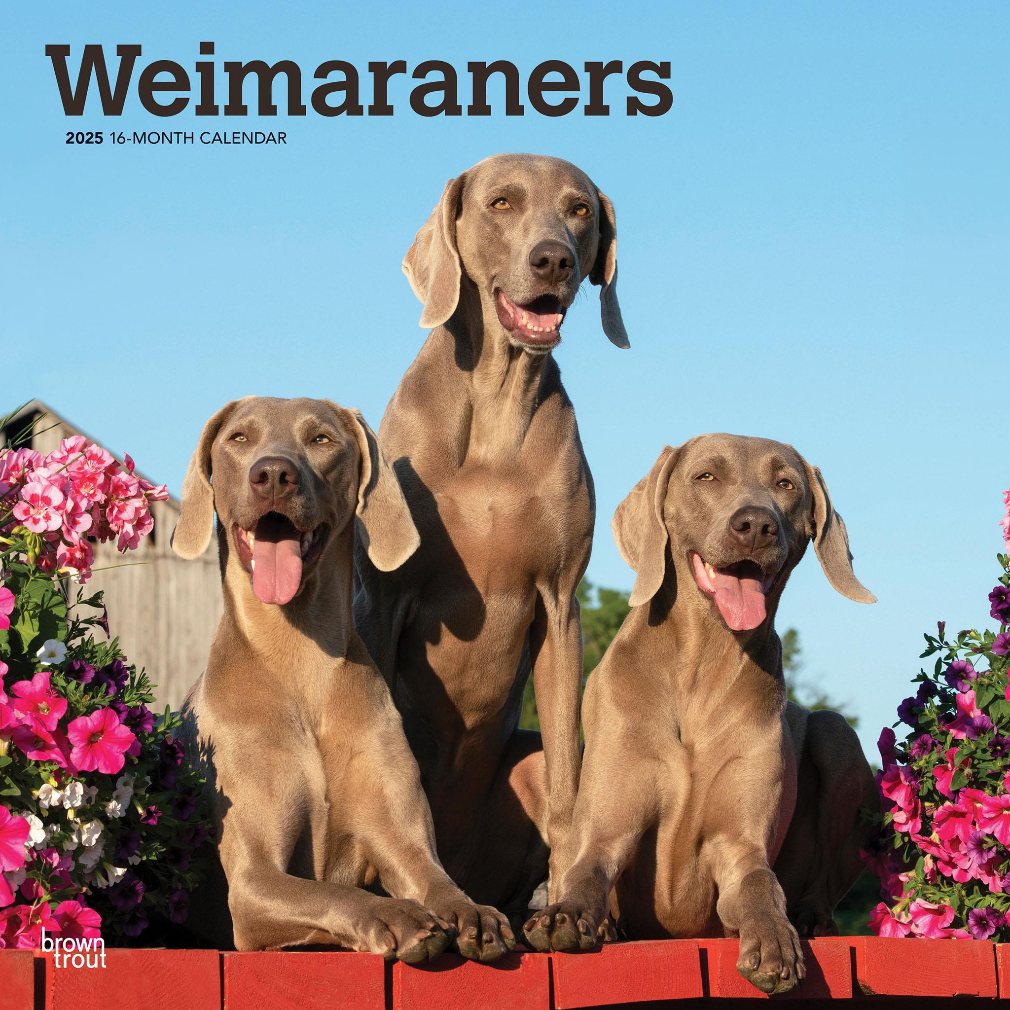 Weimaraners Wall 2025 Calendar