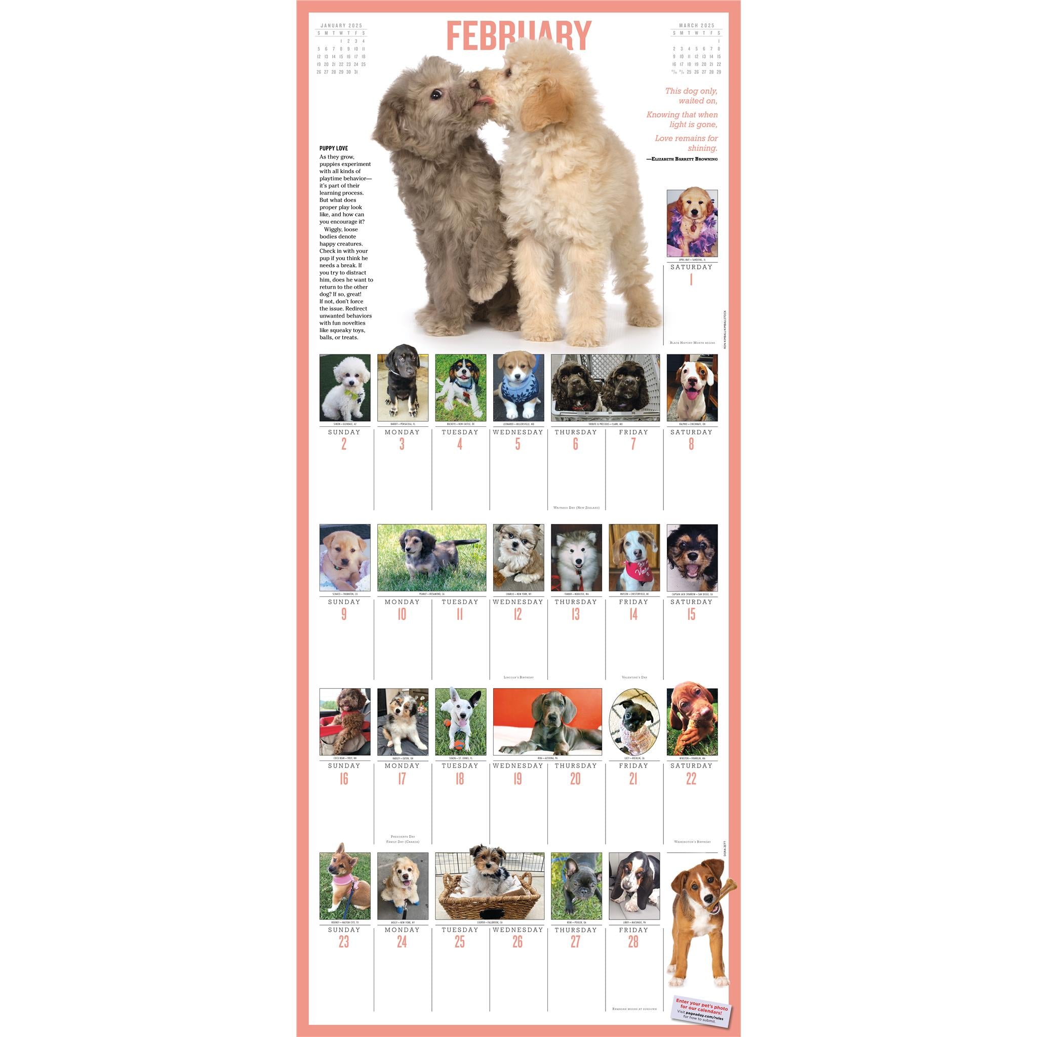 Puppies 365 Wall 2025 Calendar