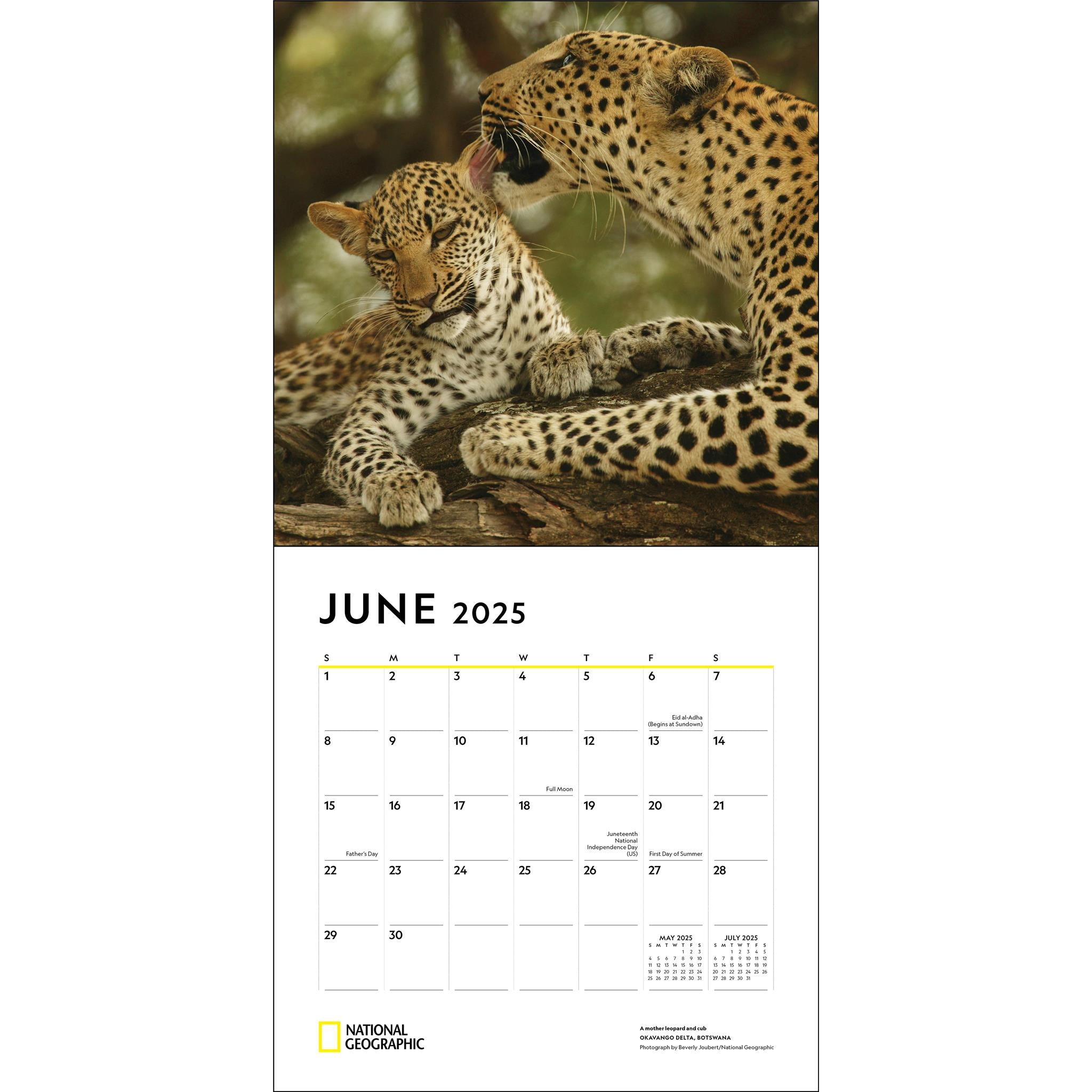 Animal Families National Geographic Wall 2025 Calendar - Online Exclusive