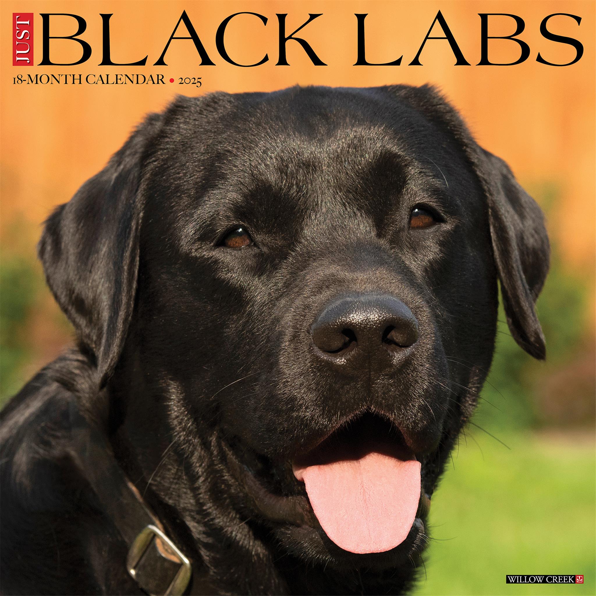 Just Black Labs Wall 2025 Calendar