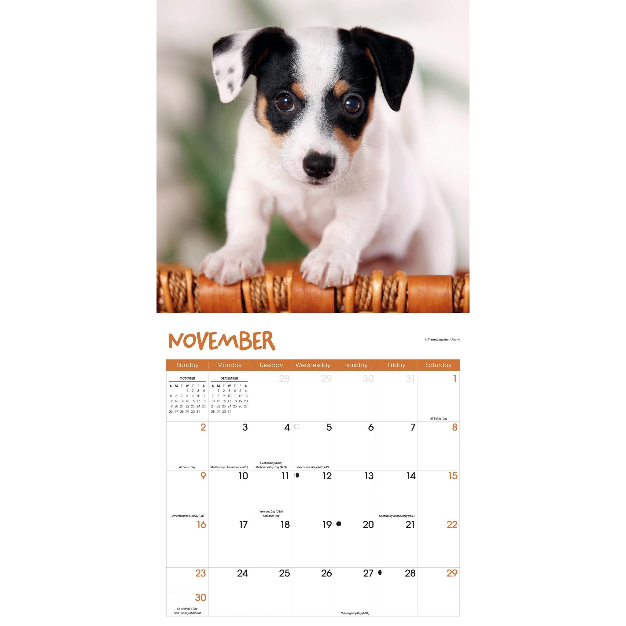 Puppies Wall 2025 Calendar