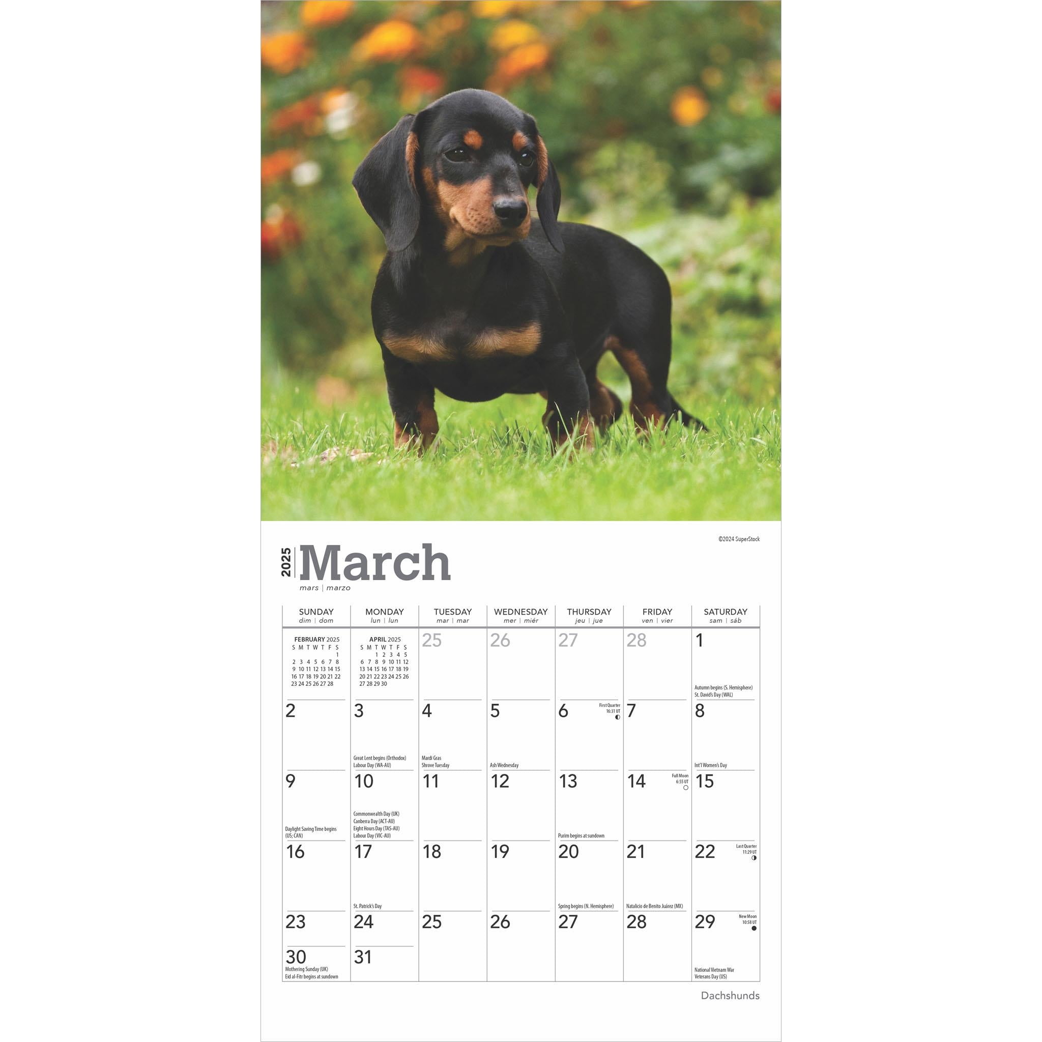 Dachshunds Mini 2025 Calendar - Online Exclusive