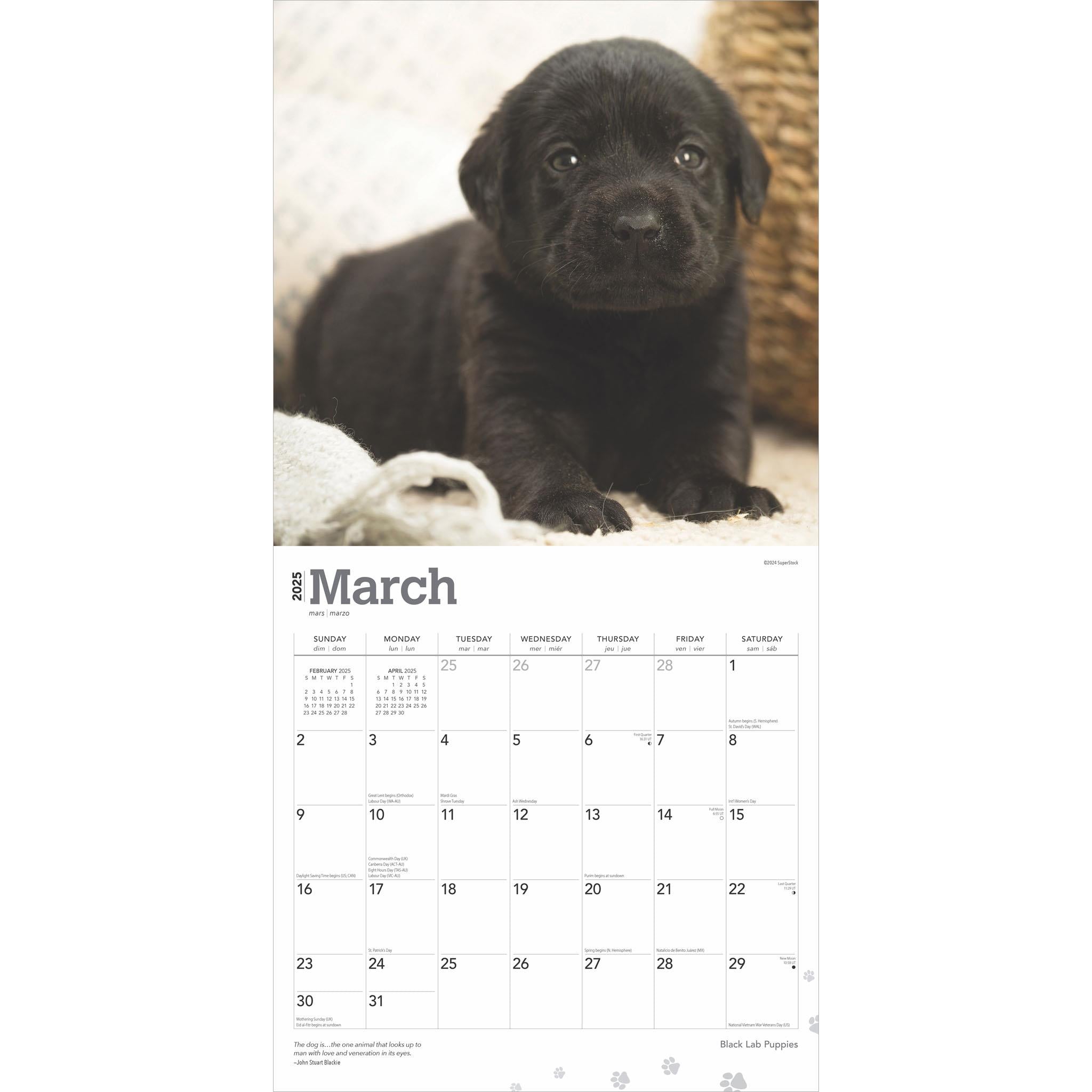 Lab Black Puppies Wall 2025 Calendar