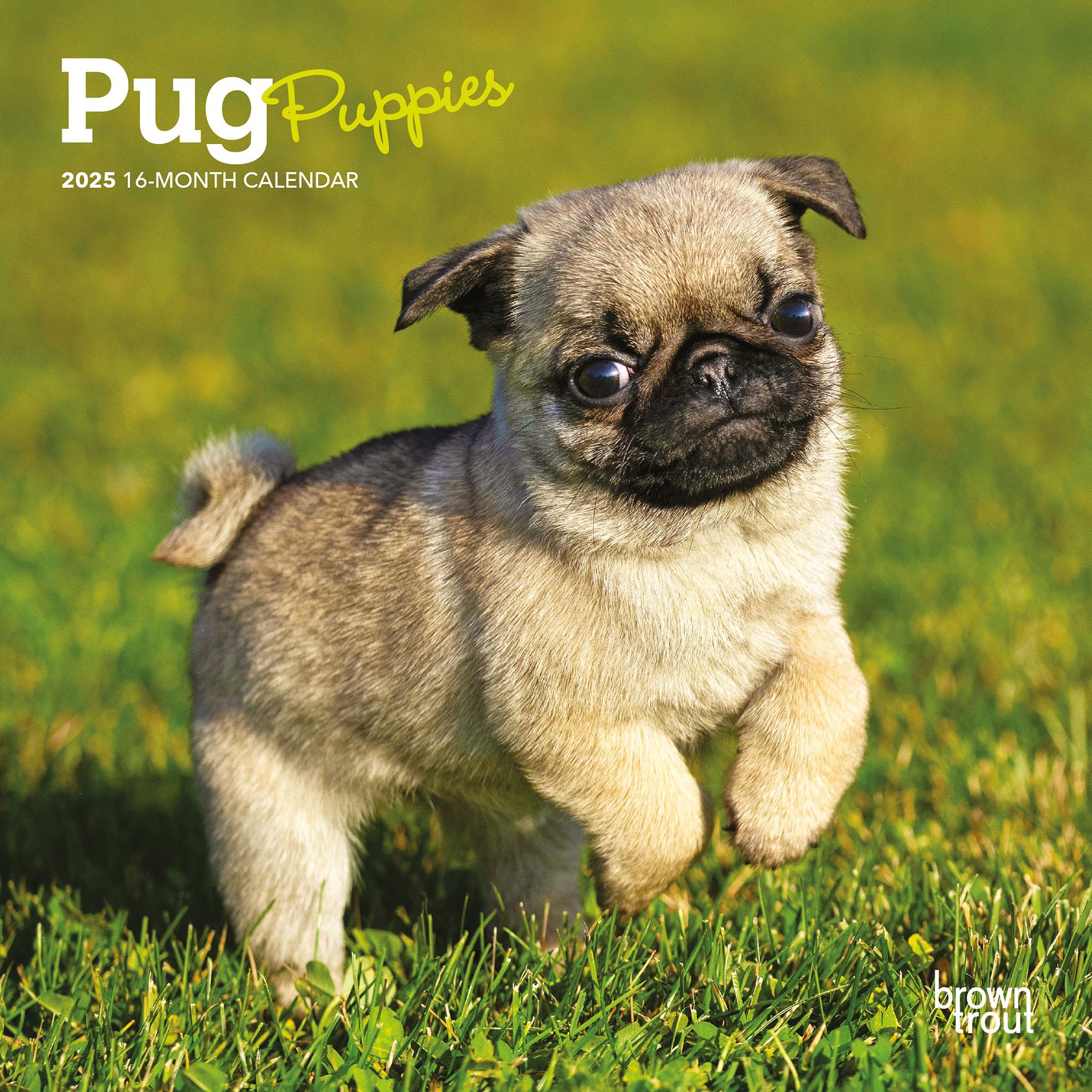 Pug Puppies Mini 2025 Calendar