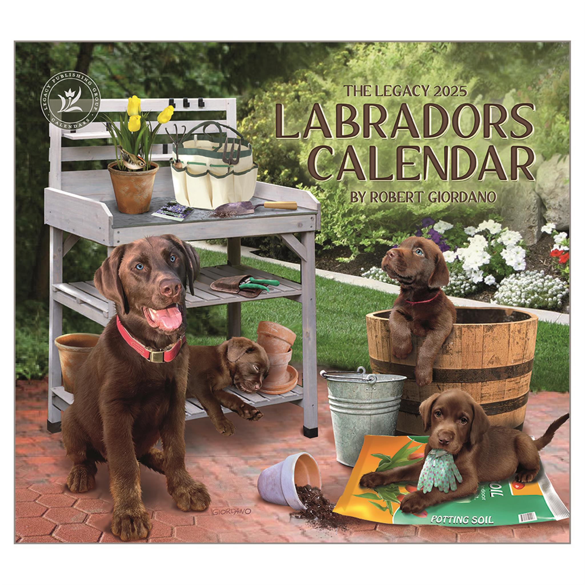 Labradors Wall 2025 Calendar - Online Exclusive