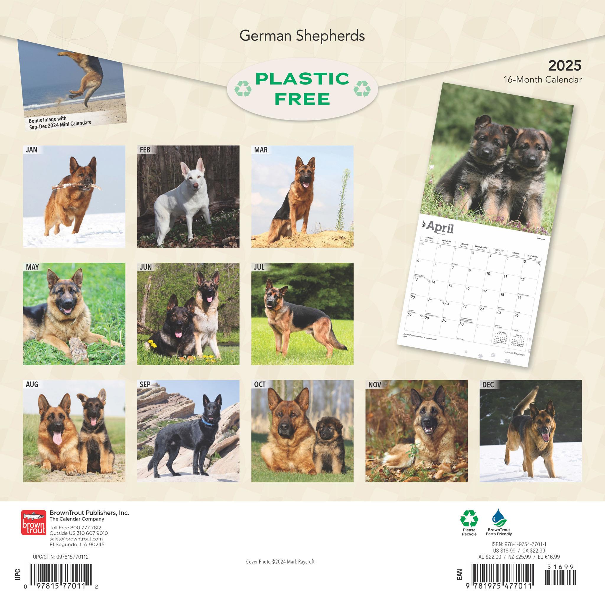 German Shepherds Wall 2025 Calendar - Online Exclusive